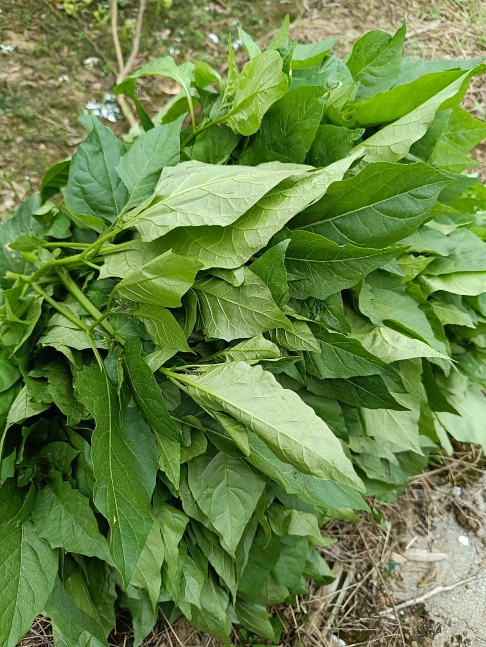 广西白花菜 哈哈哈,谁懂啊,本来是来摘沃柑的,顺便摘了今晚的青菜,超