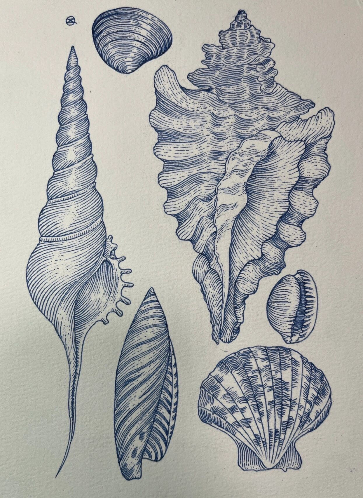 画的一些贝壳海螺90「钢笔画」