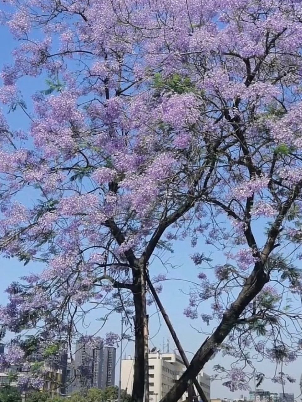 蓝盈花观赏攻略/5月遇见浪漫紫 五月是蓝盈花盛开的季节,不出成都,在