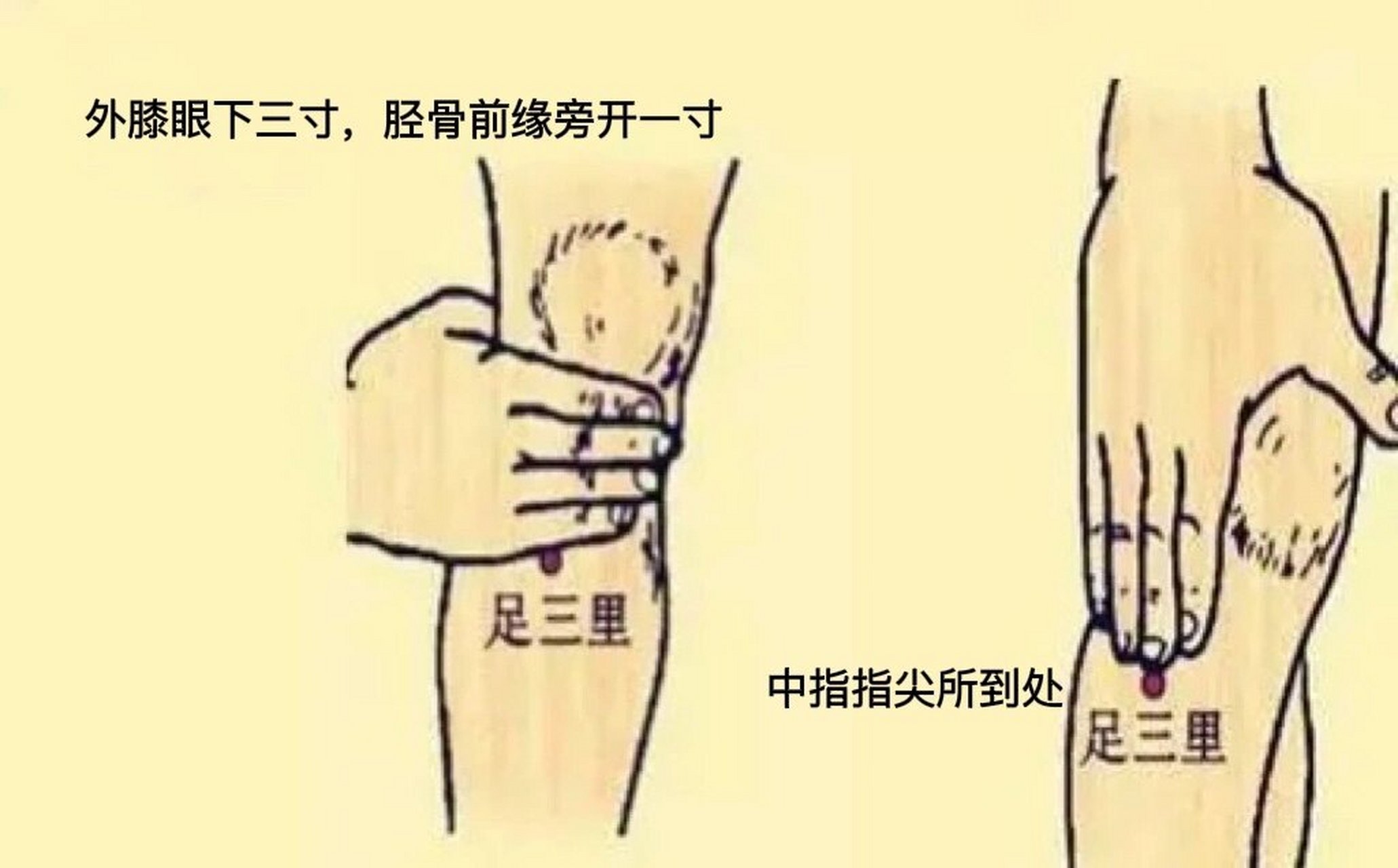 倪海厦 | 找足三里的正确方法