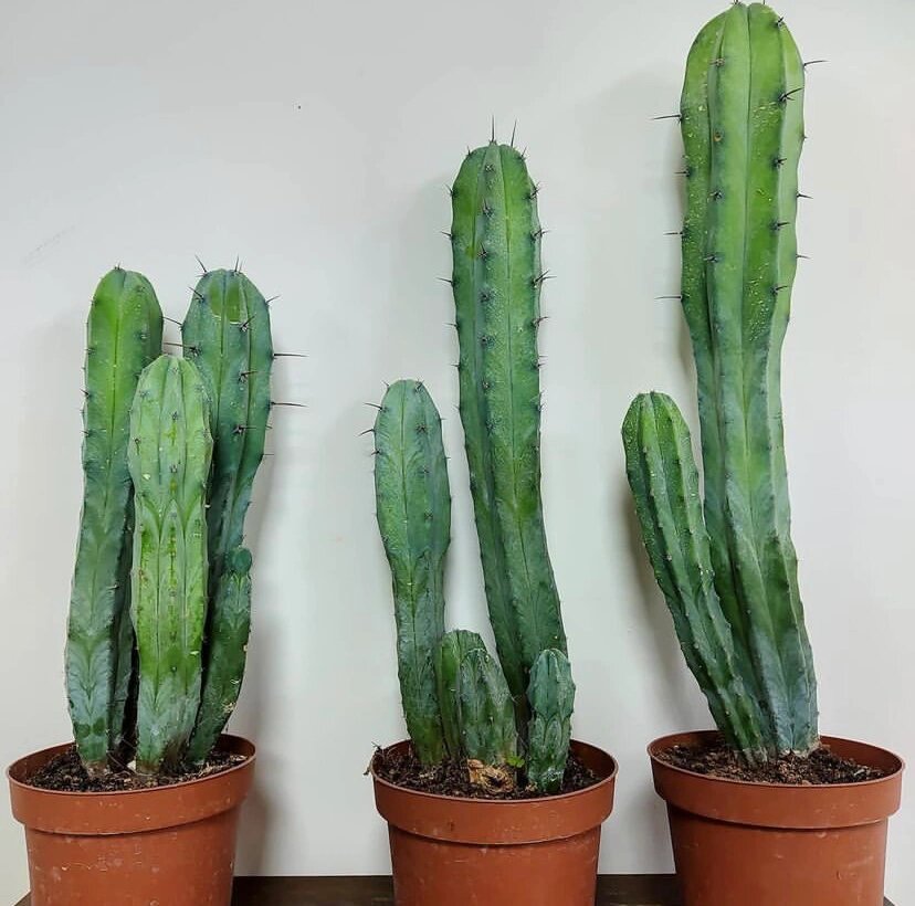 家居植物分享-龙神木 仙人掌科,龙神柱属多年生草本多浆植物.