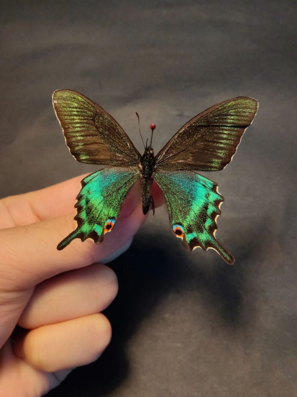 绿带翠凤蝶(papilio maackii),又名深山凤蝶,为凤蝶科凤蝶属下的一种