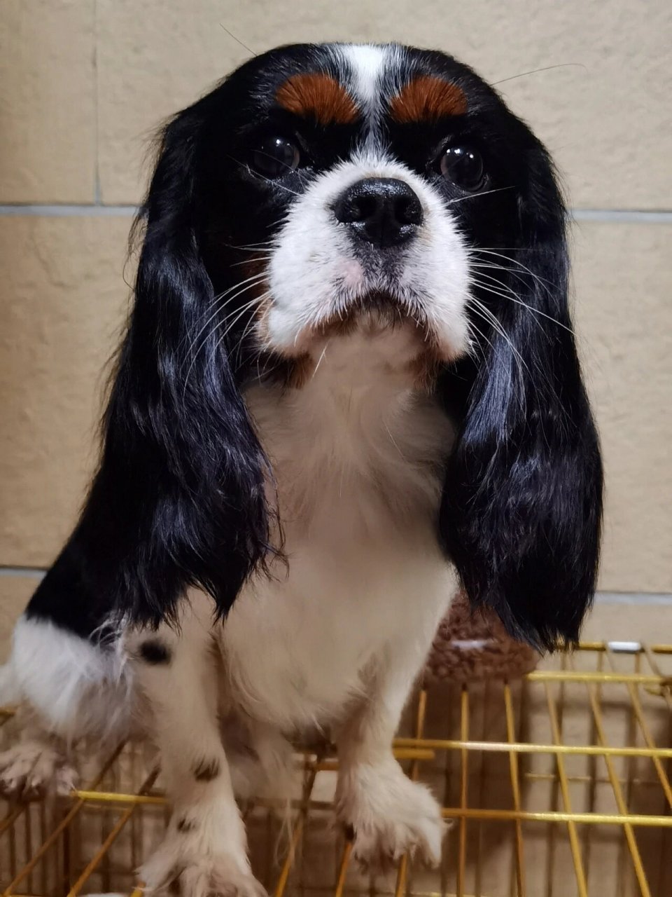 查理王小猎犬如何挑选 查理王小猎犬,优质三色 母犬(两色)已怀孕 种公