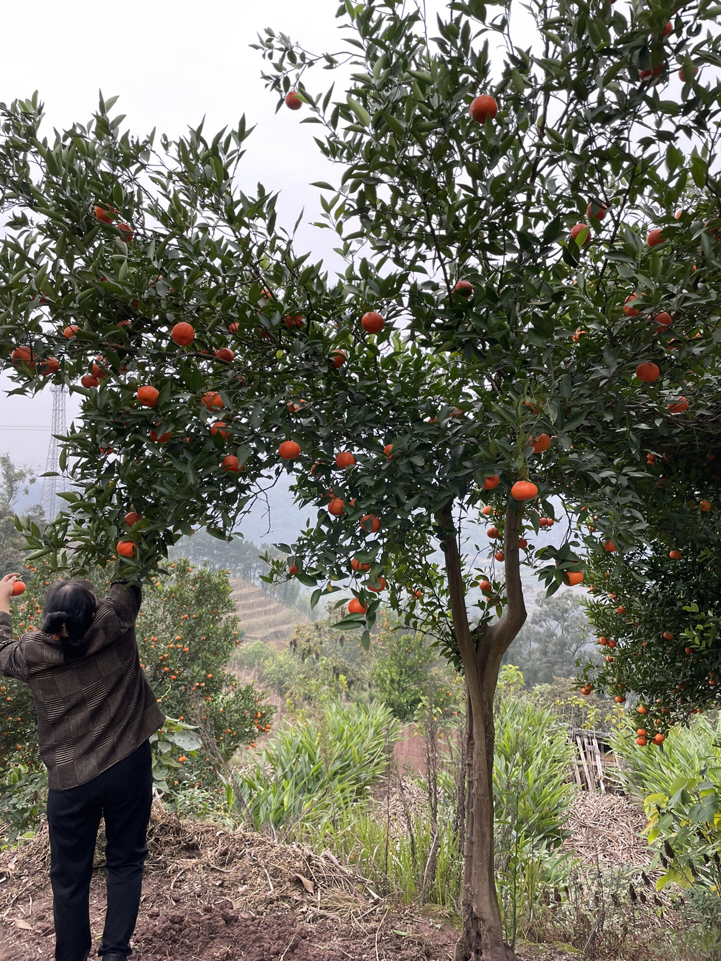 红袍柑 #小红书爆款美食# 四川正宗红袍柑92,晒陈皮的最佳原料.
