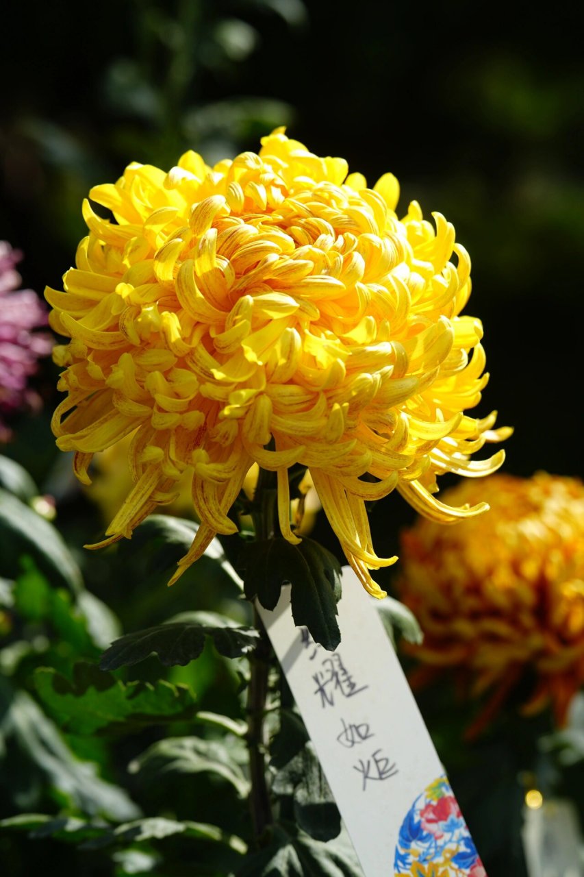 『植』菊花展|国家植物园 菊花在我心里的形象一向过于端庄高洁,而看