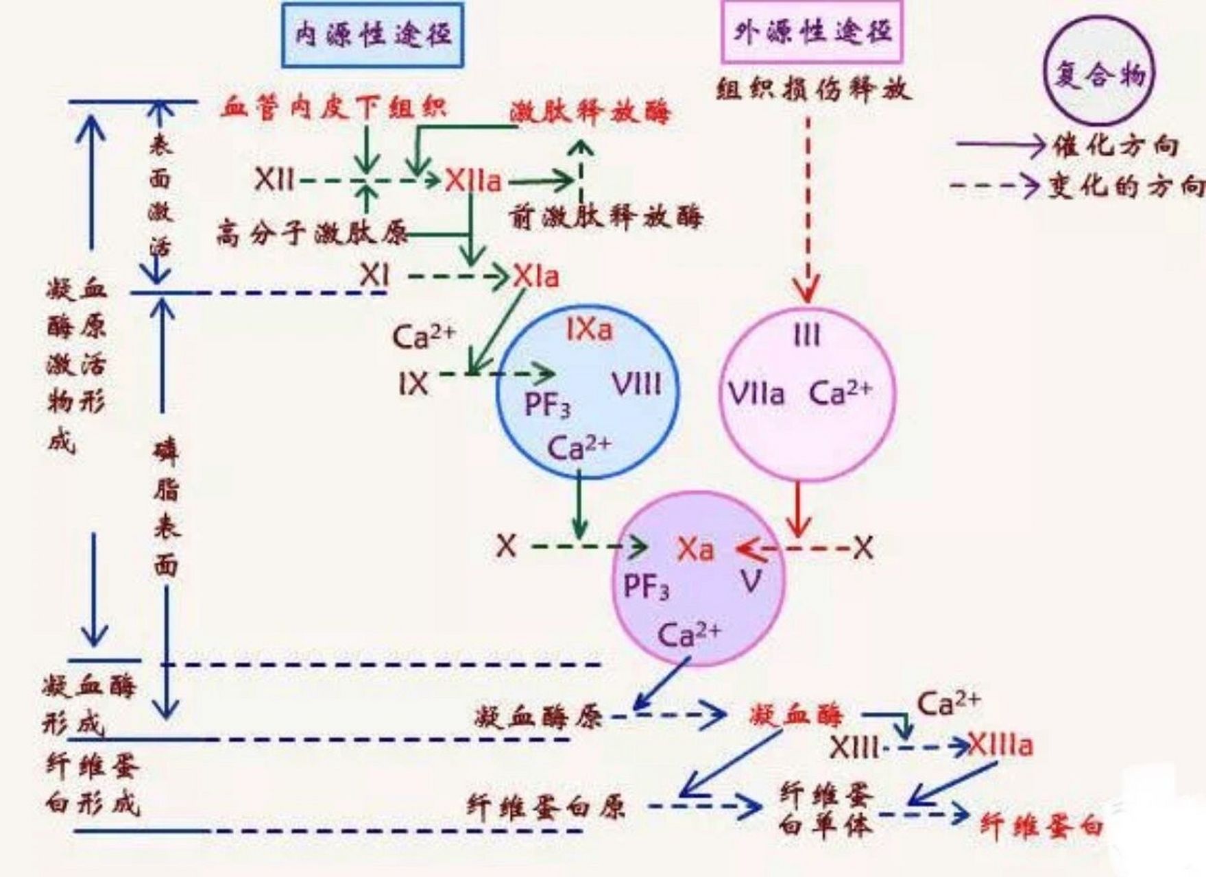 凝血症图片图片