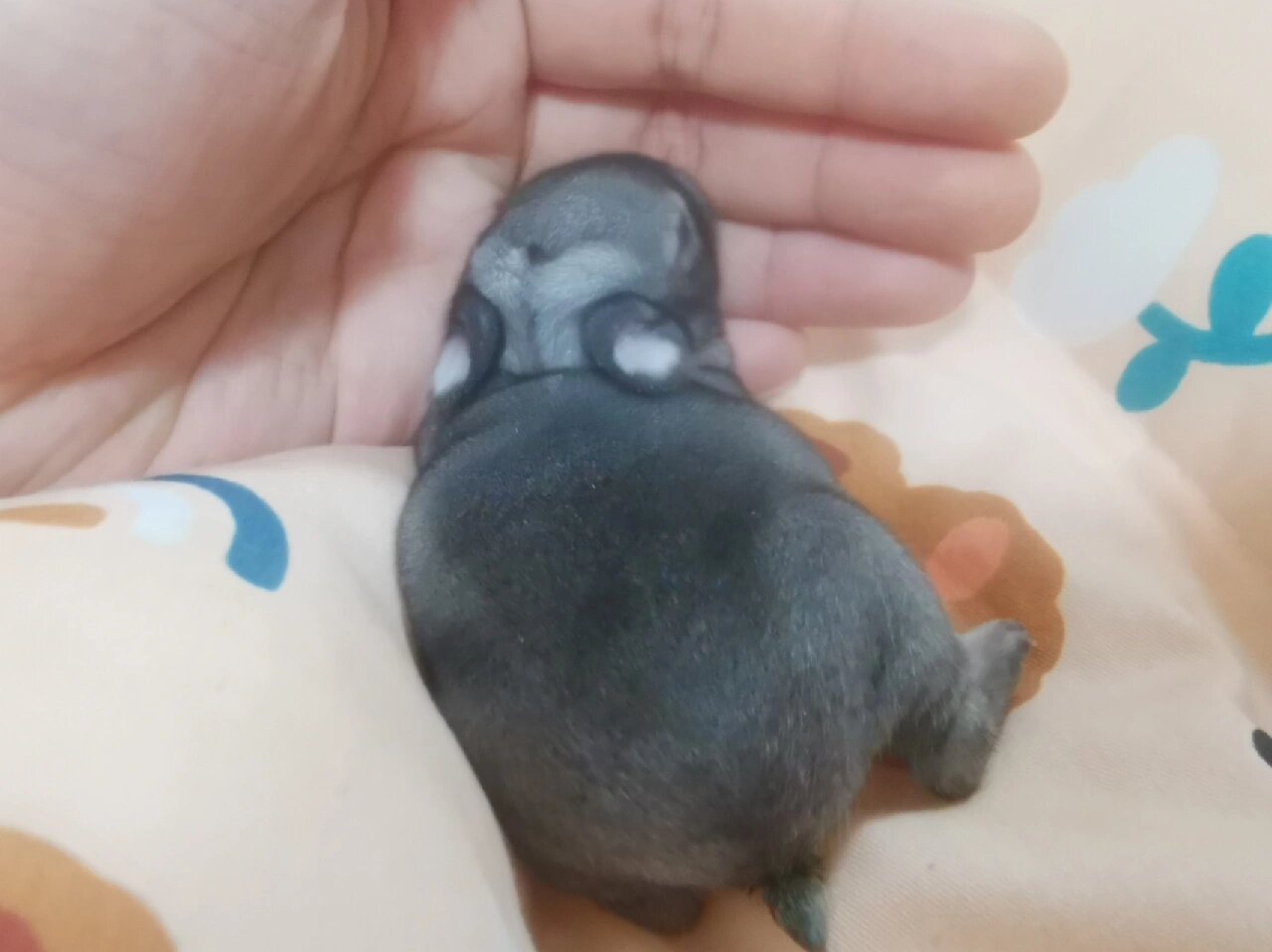 侏儒兔|金吉拉 12.28生的小朋友,独苗苗