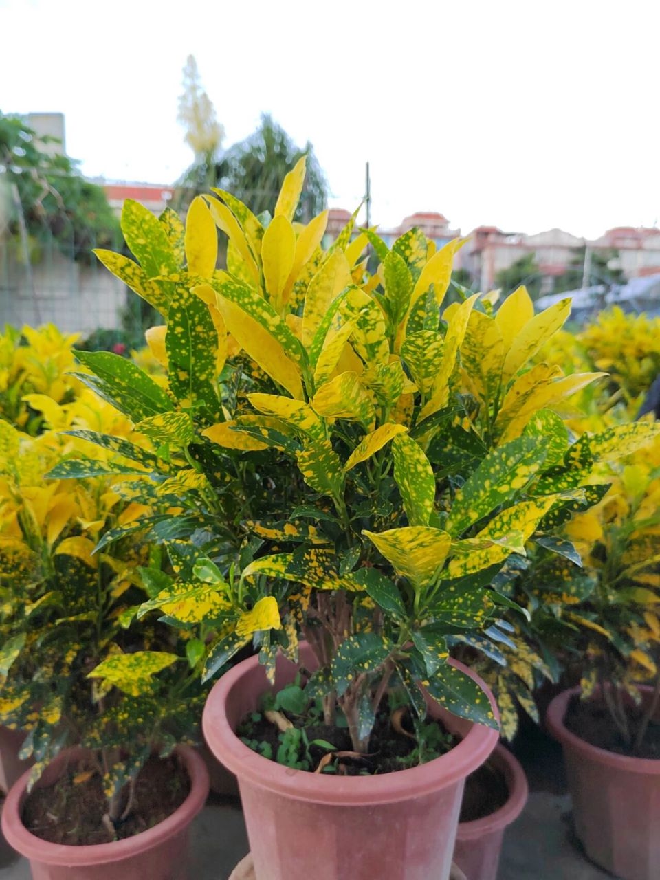 变色木 洒金木又名洒金榕 木本植物观叶型植物  净化空气又赏心悦目