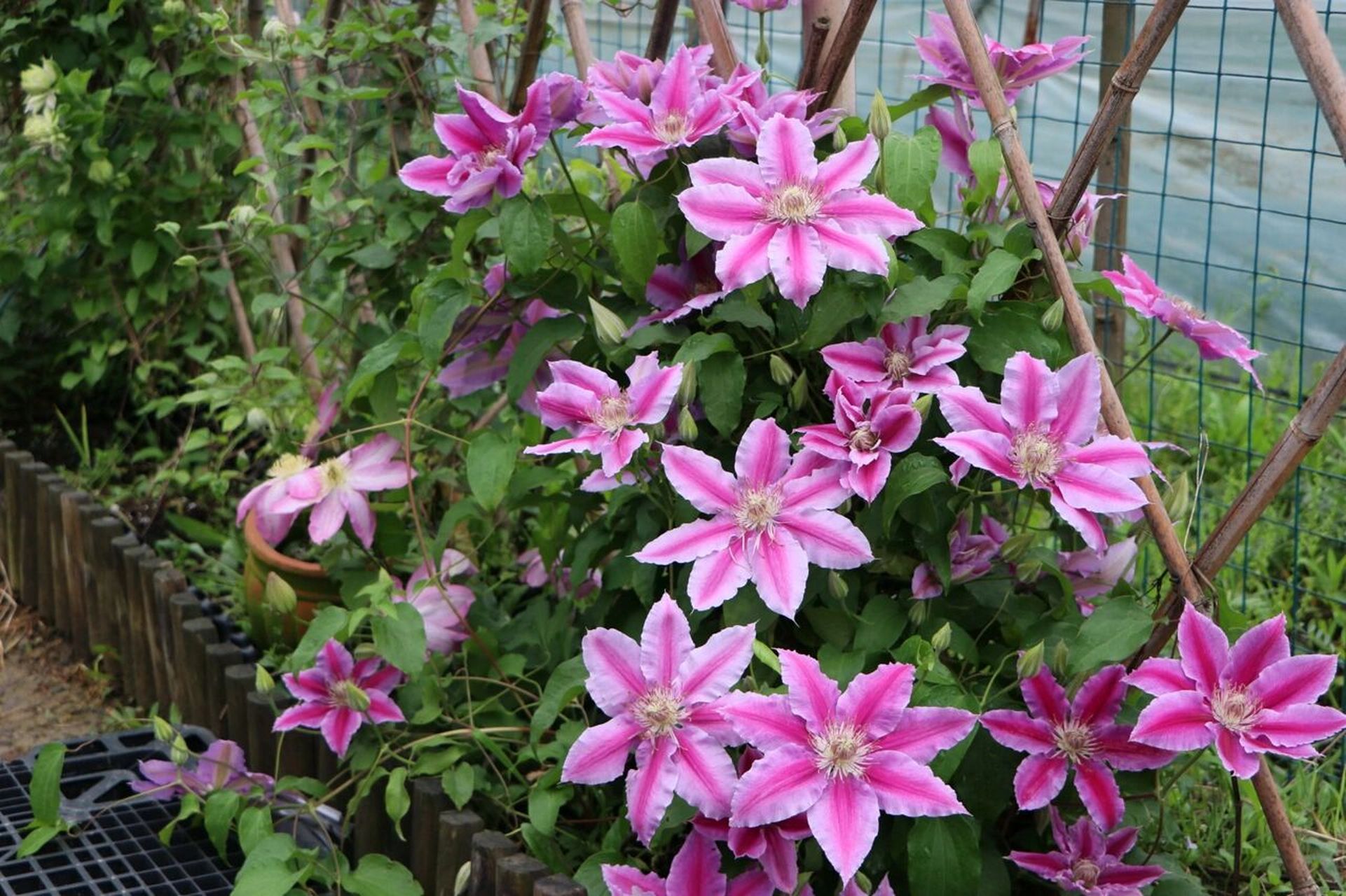 那些年种过的铁线莲——鲁佩尔博士 品种:鲁佩尔博士 修剪类别:二类轻