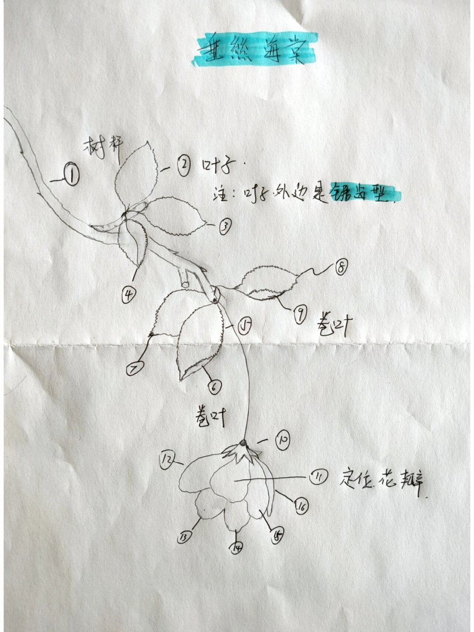 海棠花的结构图解图片