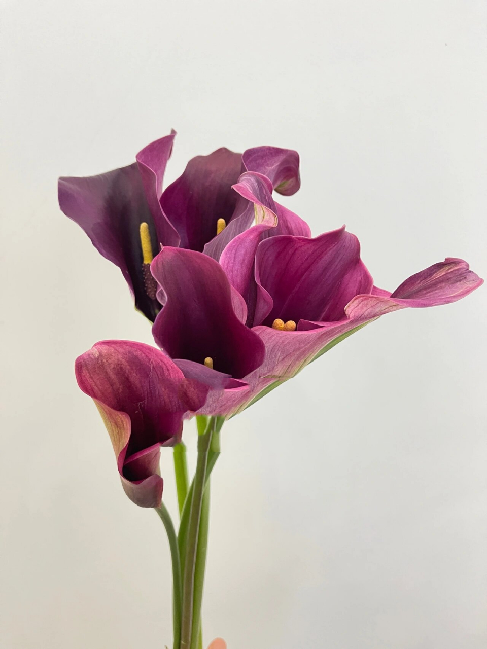 鲜切马蹄莲(海芋)养护方法 1,修剪:养护马蹄莲鲜花时,需要将其枝条