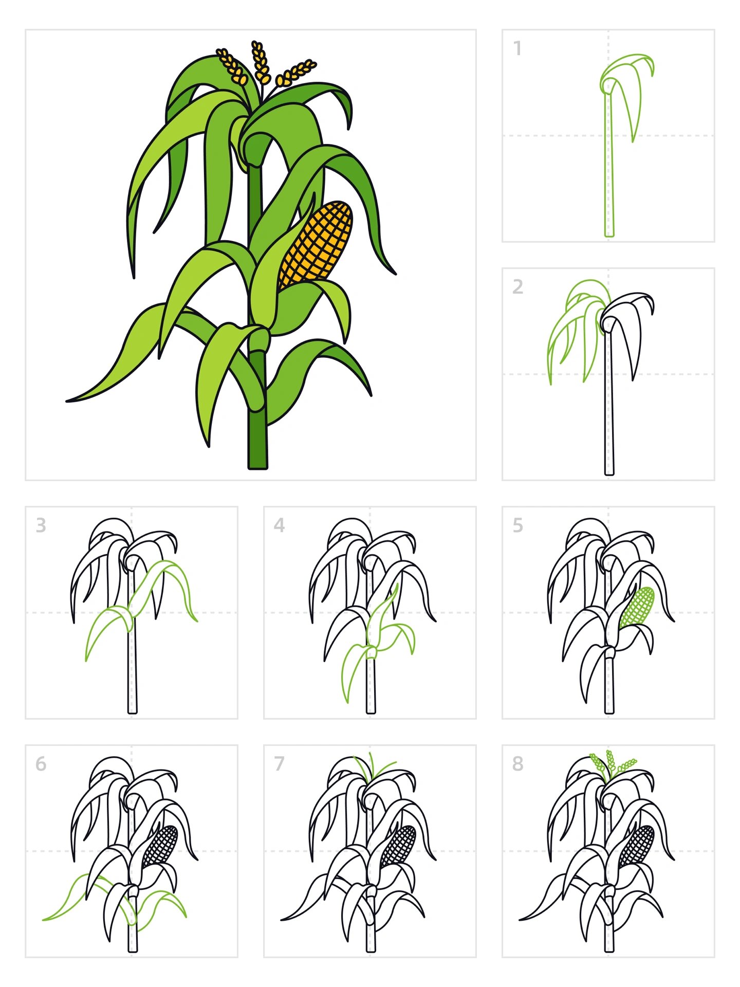 玉米生长记录简笔画图片