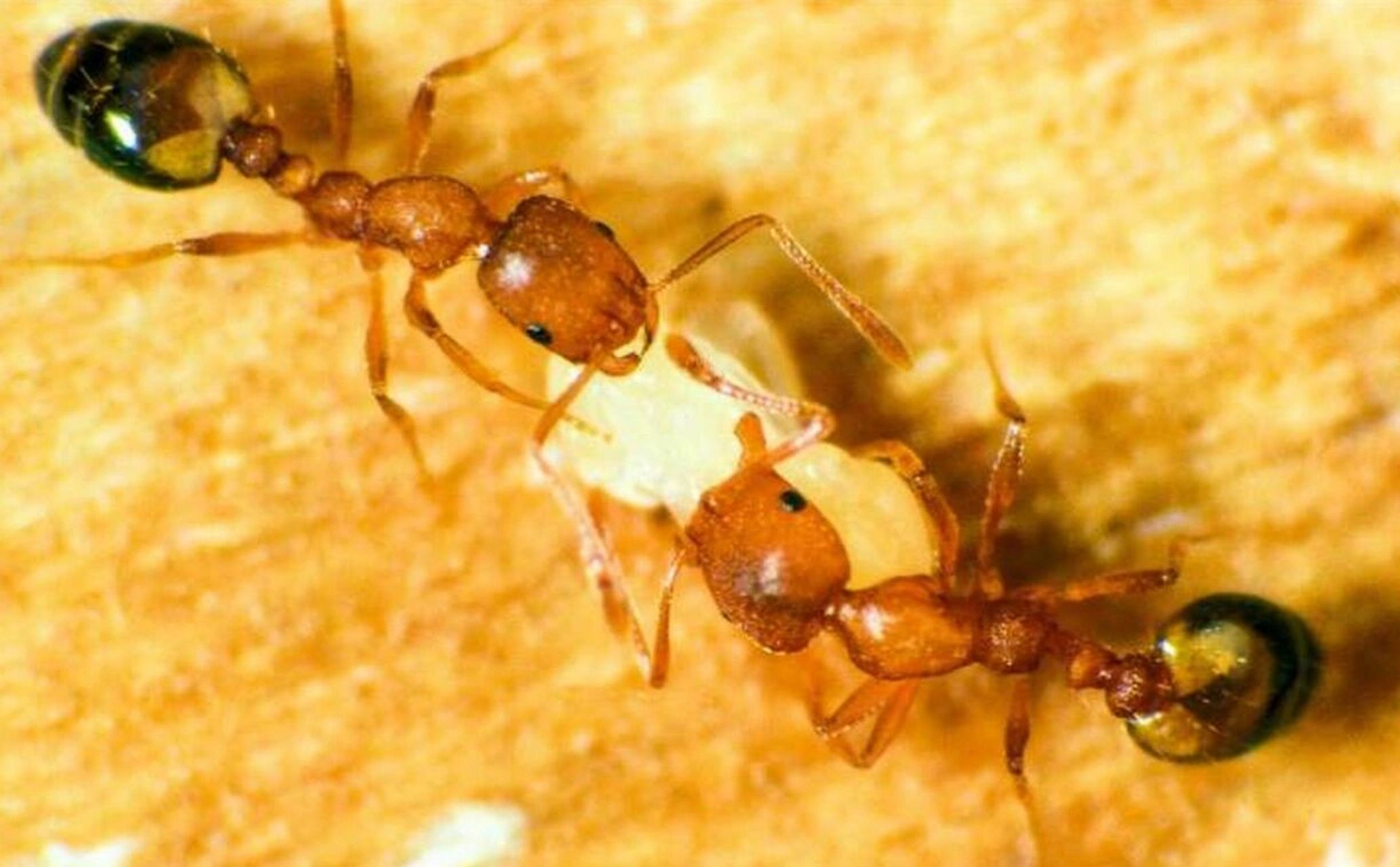 家里小黄蚂蚁怎么消灭最干净 消除小黄家蚁小妙招: 1,在厨房柜子的各