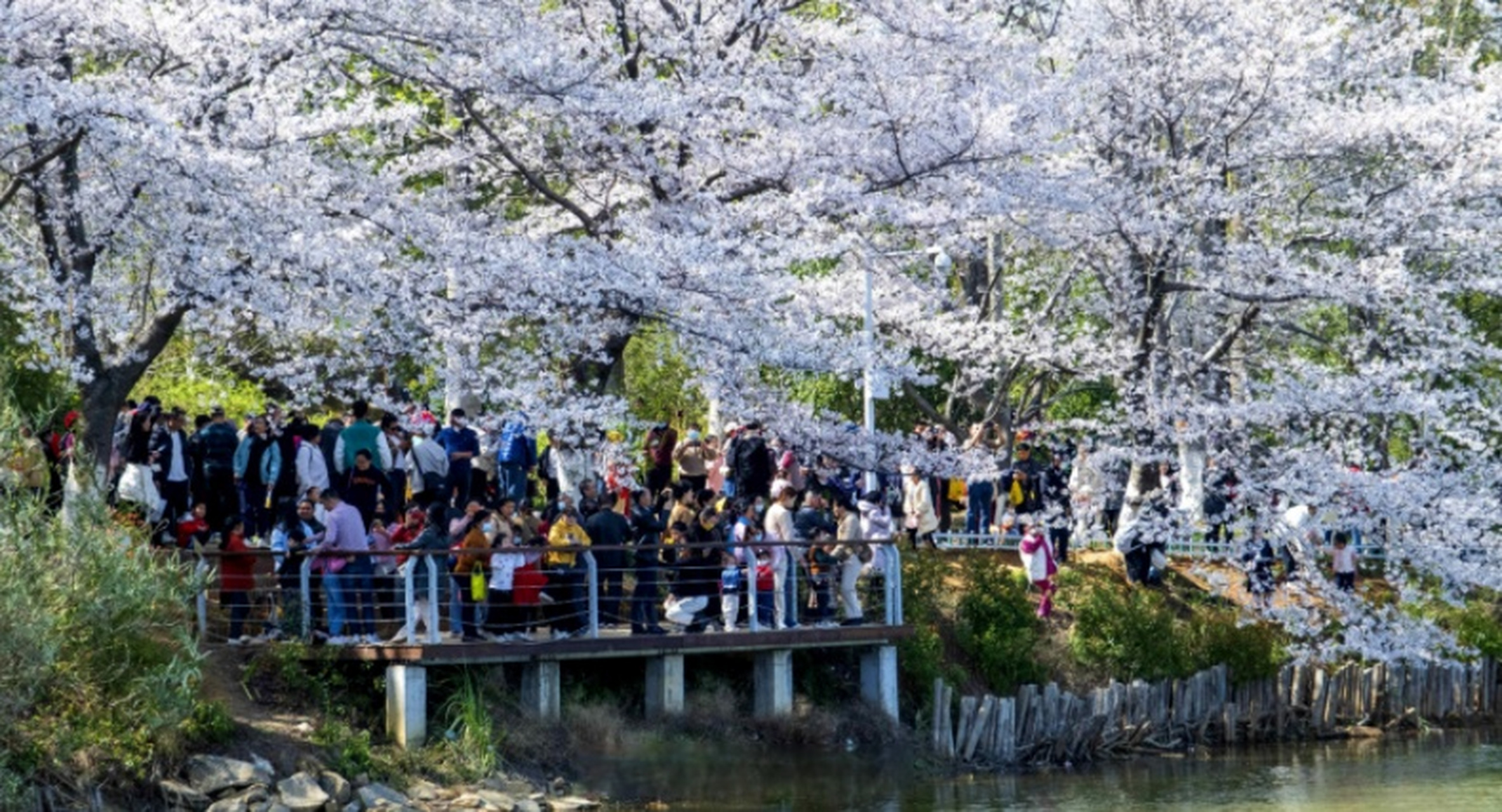 【#去省林科院看漫天飘落的樱花雨# 】3月26日,江西省林科院900株树龄