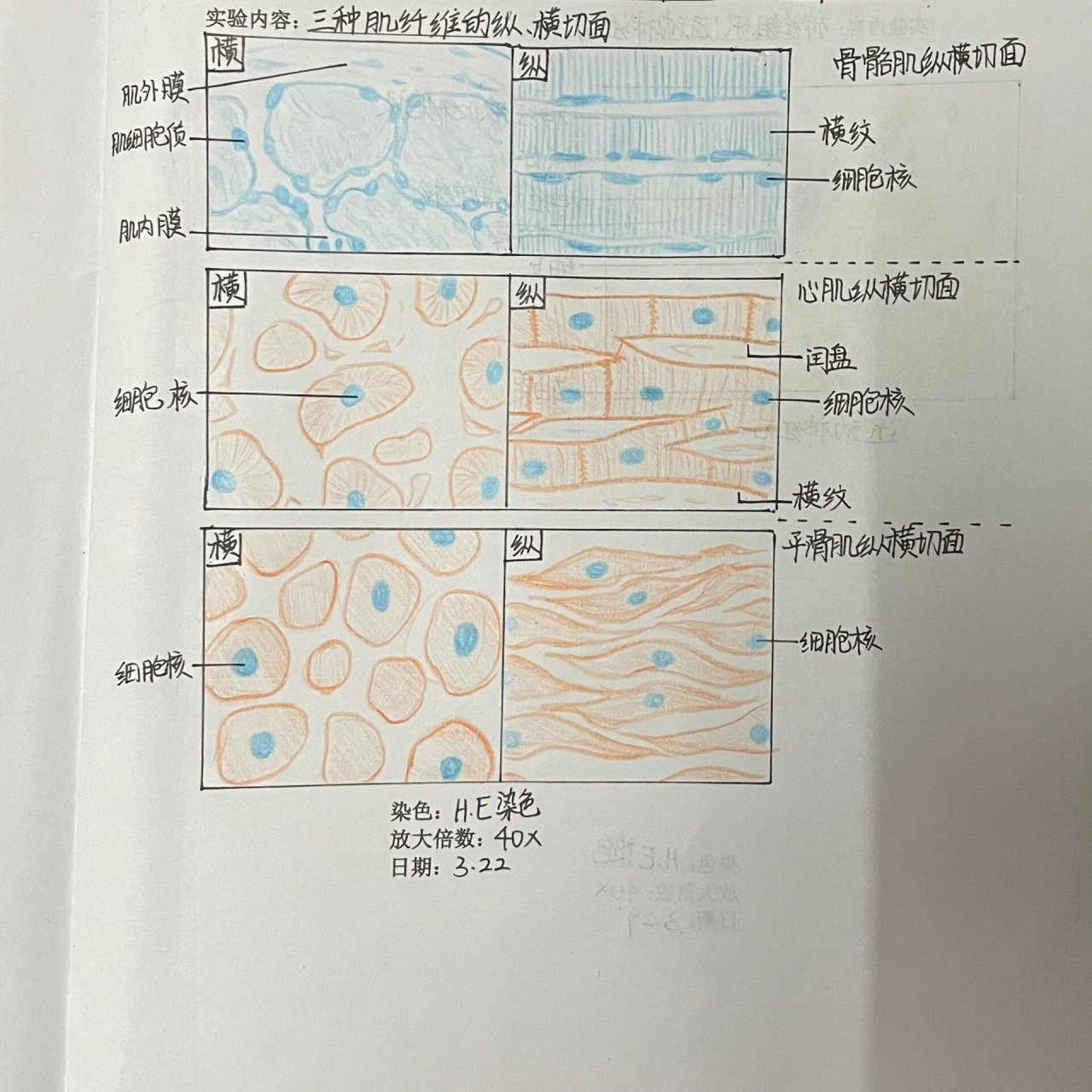 白喉红蓝铅笔绘图图片