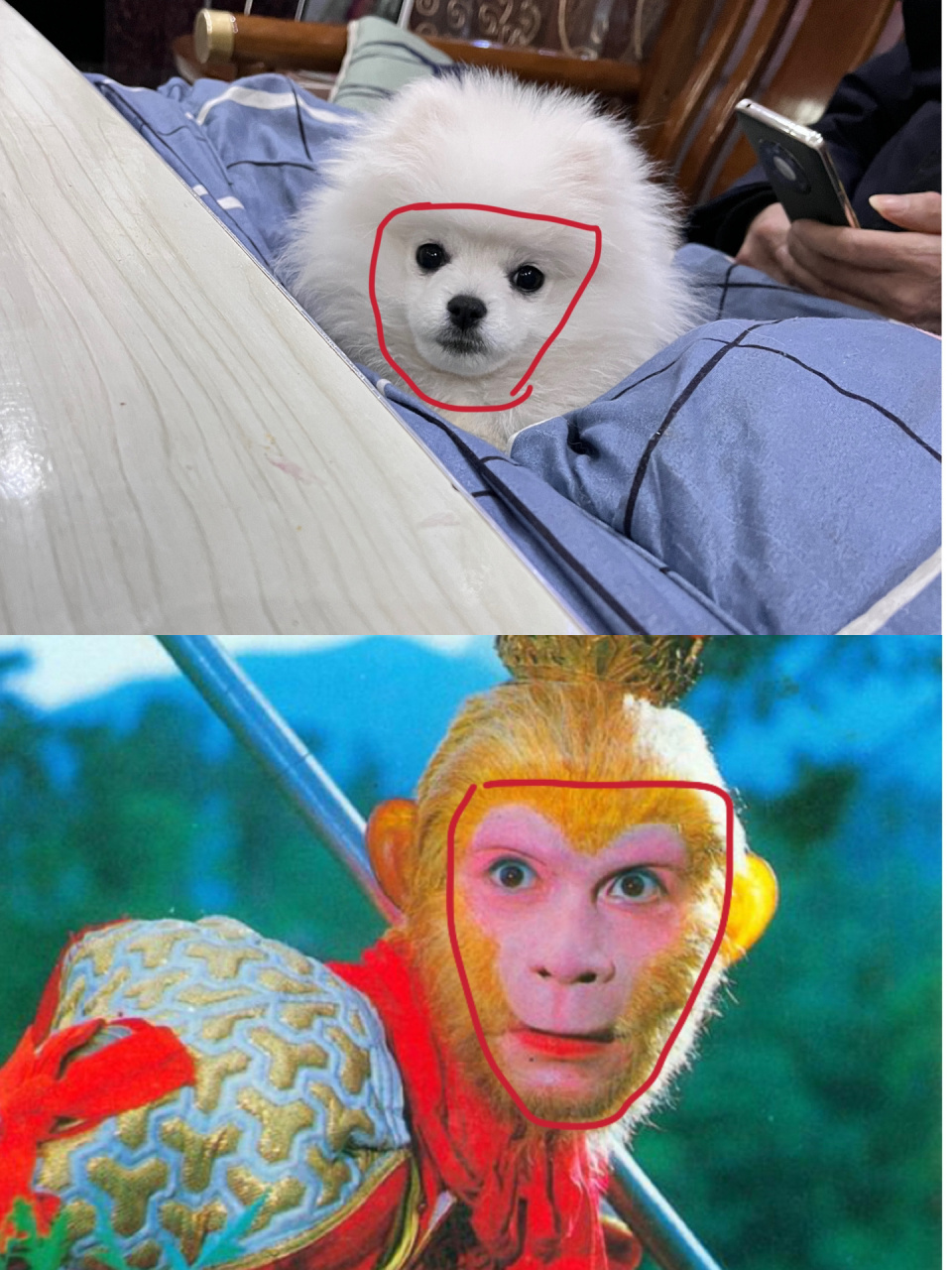 为什么狗脸很像猴脸71 最近我发现fobole 的脸分界线很明显,像个猴