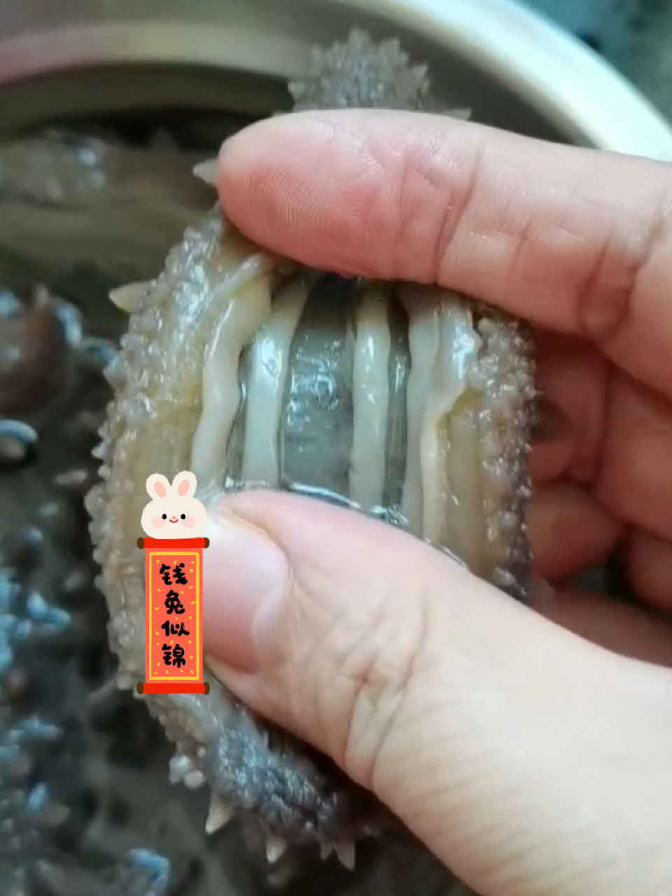 ↘15吃过海参的朋友们都知道海参的肚子里面有几条白白的条状物,有