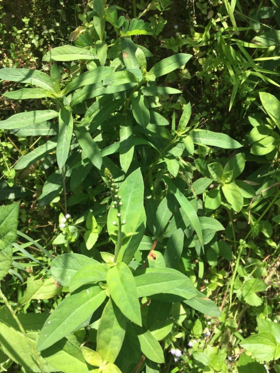星宿菜 别名红脚兰,红脚南;为报春花科植物星宿菜lysimachia fortunei