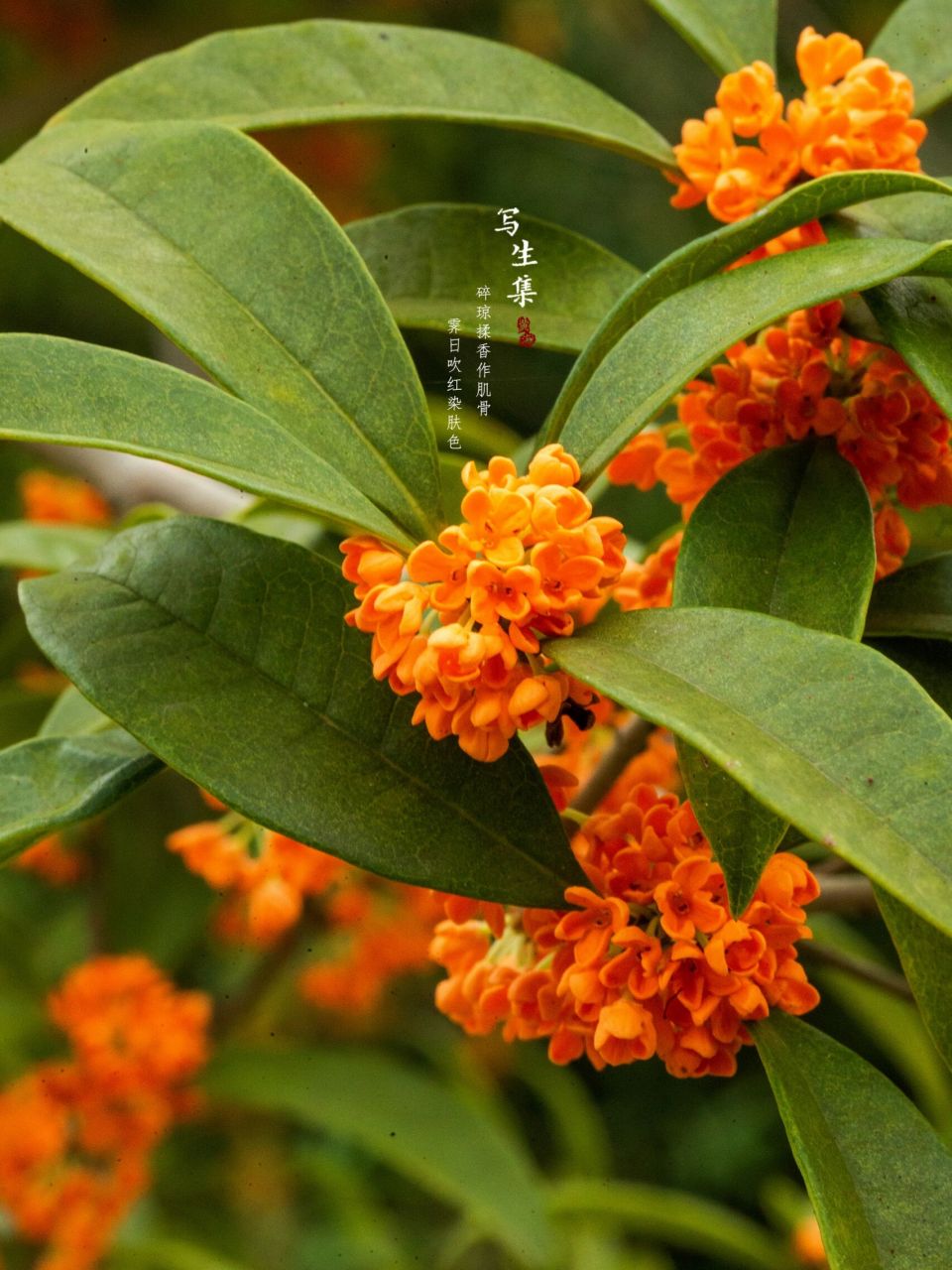 桂花的古代雅称有木犀,九里香,紫阳花,无暇玉华,金雪,木犀