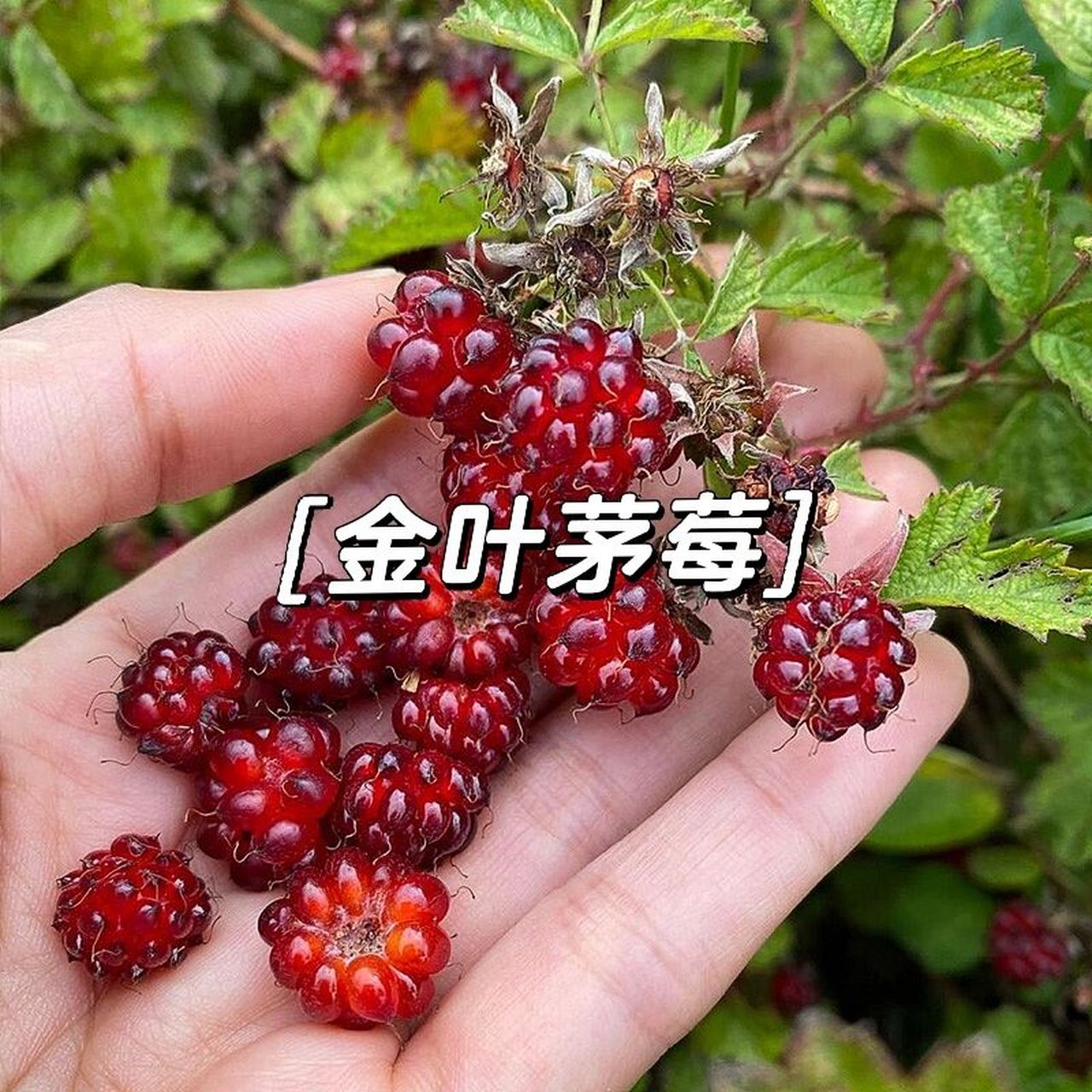 金叶茅莓|观叶,观果,可食用,耐热耐寒!
