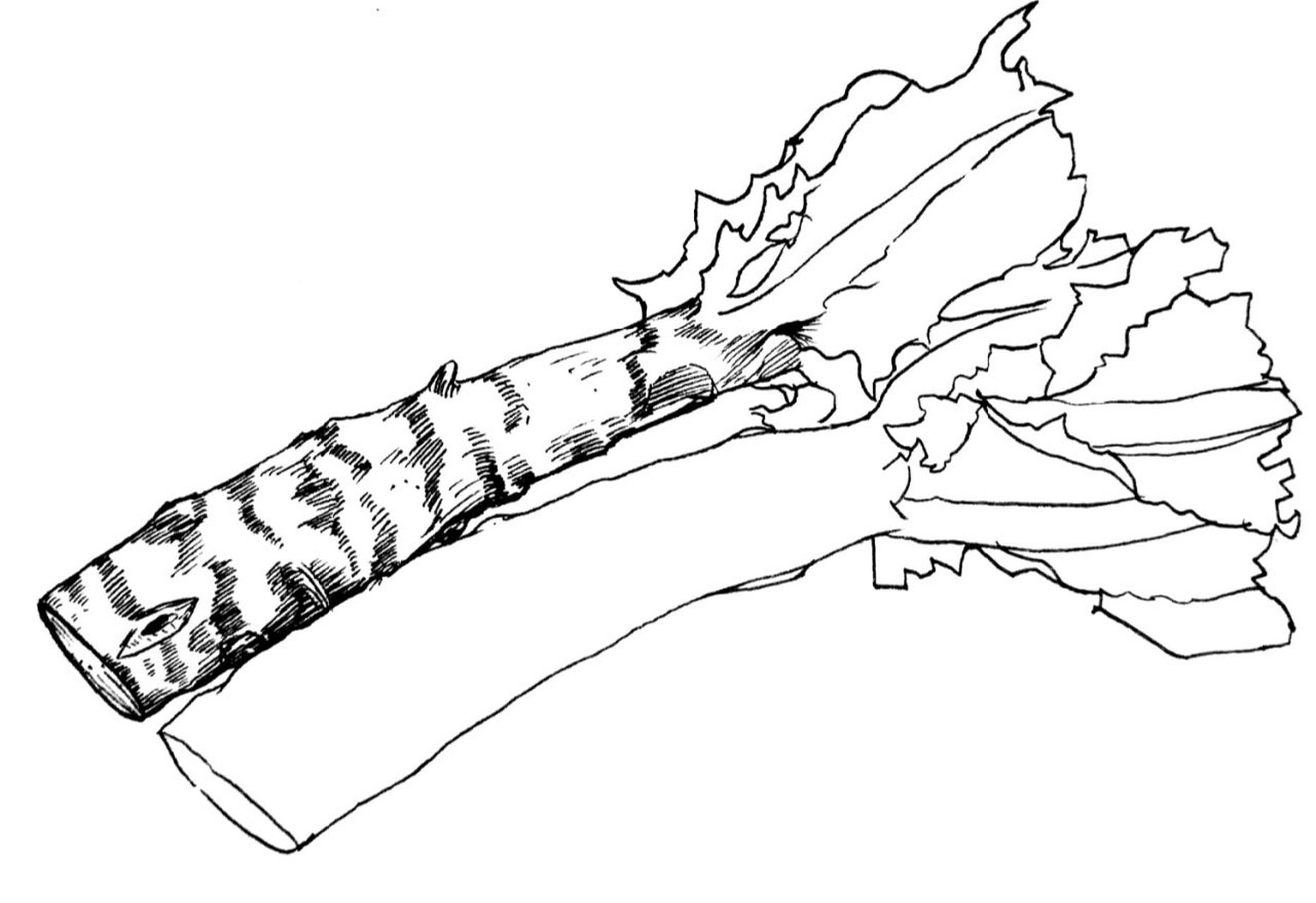 莴笋写生#蔬菜写生#黑白线描画#创意美术 《莴笋写生》 适合年龄:8岁