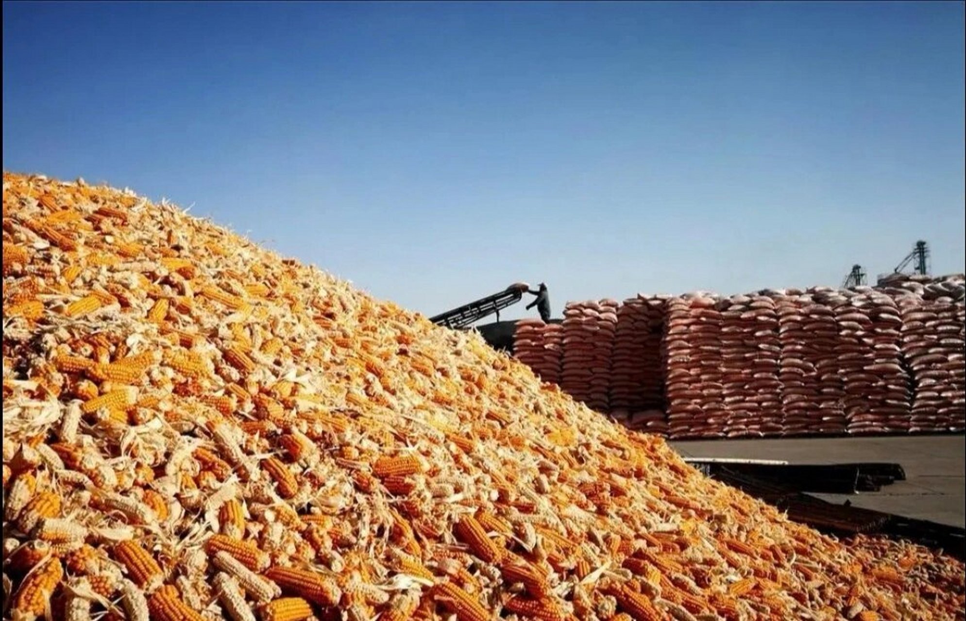 甘肃张掖-全国最大的玉米制种基地 张掖取自"张国臂掖,以通西域"自古