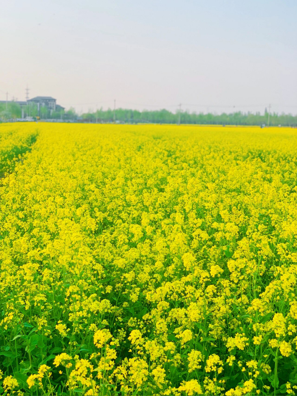 油菜花图片大全画面图片