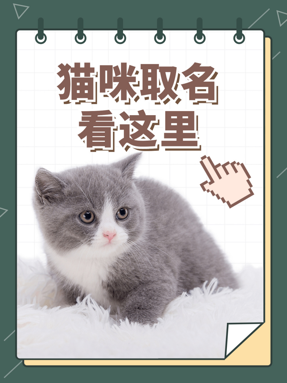 猫咪名字大全|如何给猫咪取名05看这里 我的老板叫三七,它是一只猫