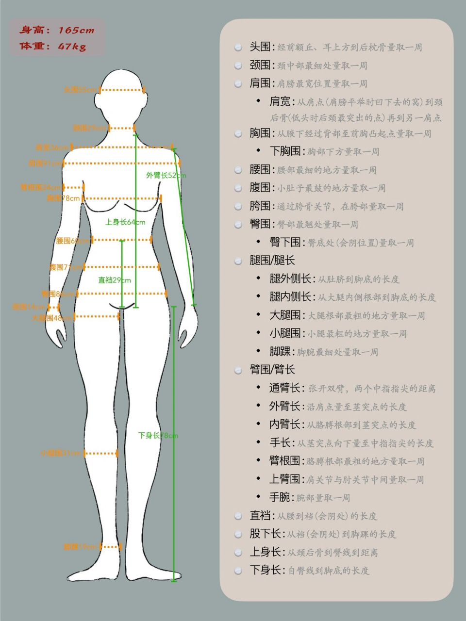身体围度测量标准图图片