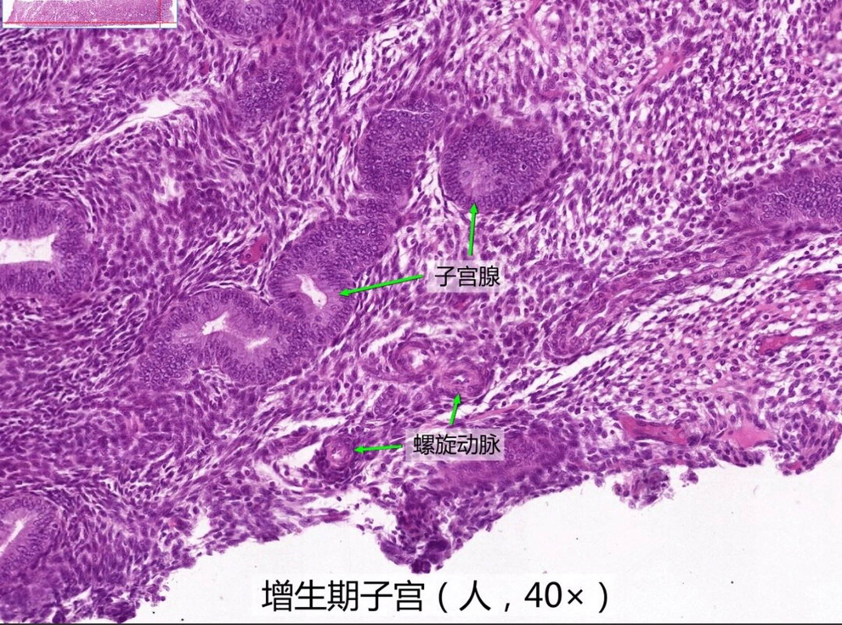组胚重点切片观察:女性生殖系统 图七(子宫壁):1.内膜2.肌层3.