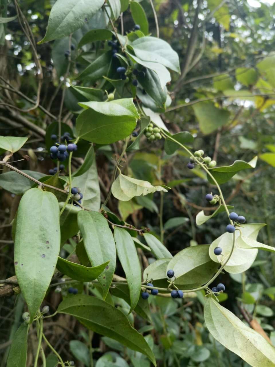木防己| 很有点高级感的雾霾蓝 木防己,防己科,木防己属,国内常见种