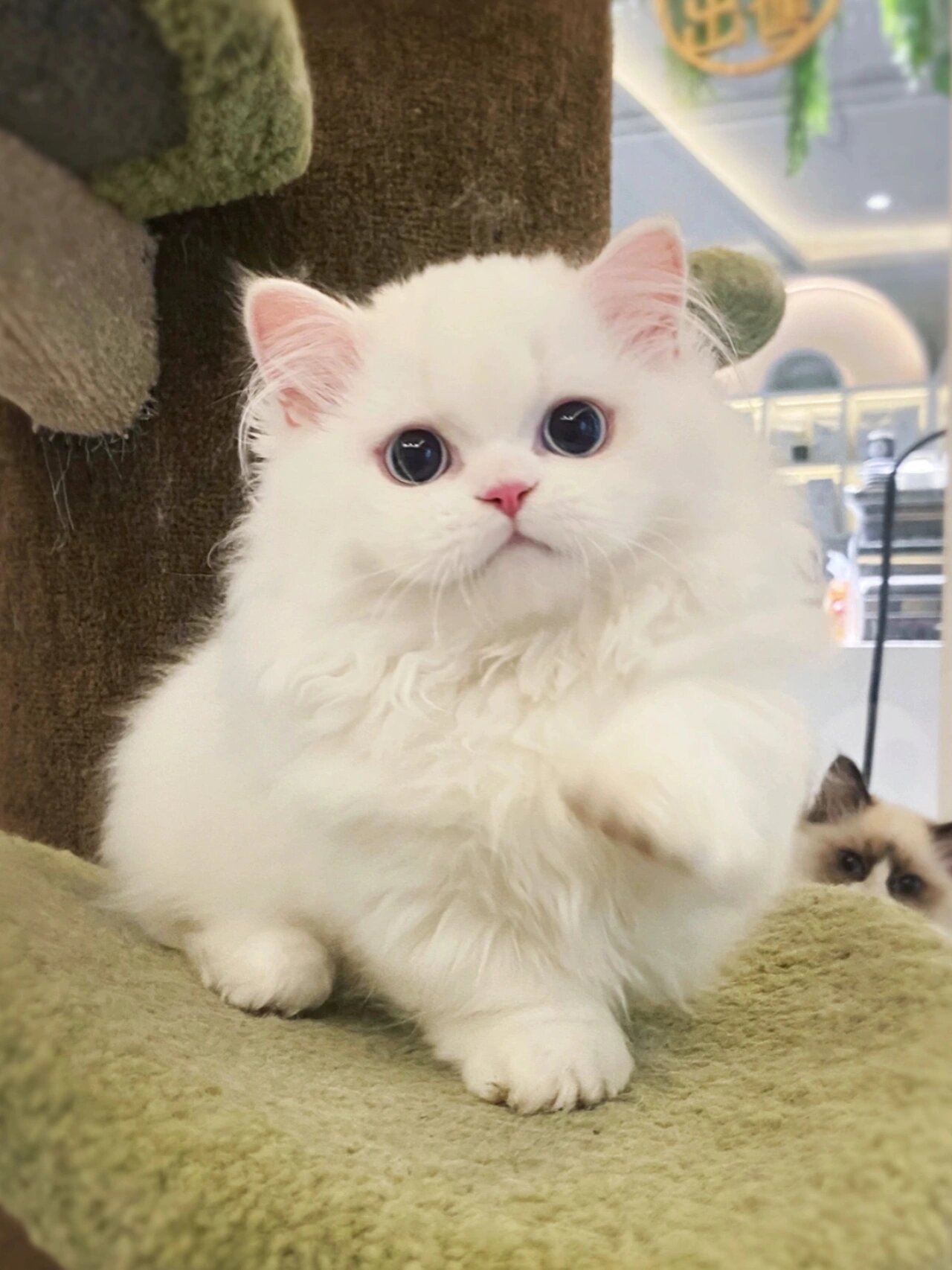 纯白拿破仑矮脚猫 可爱粘人超会撩