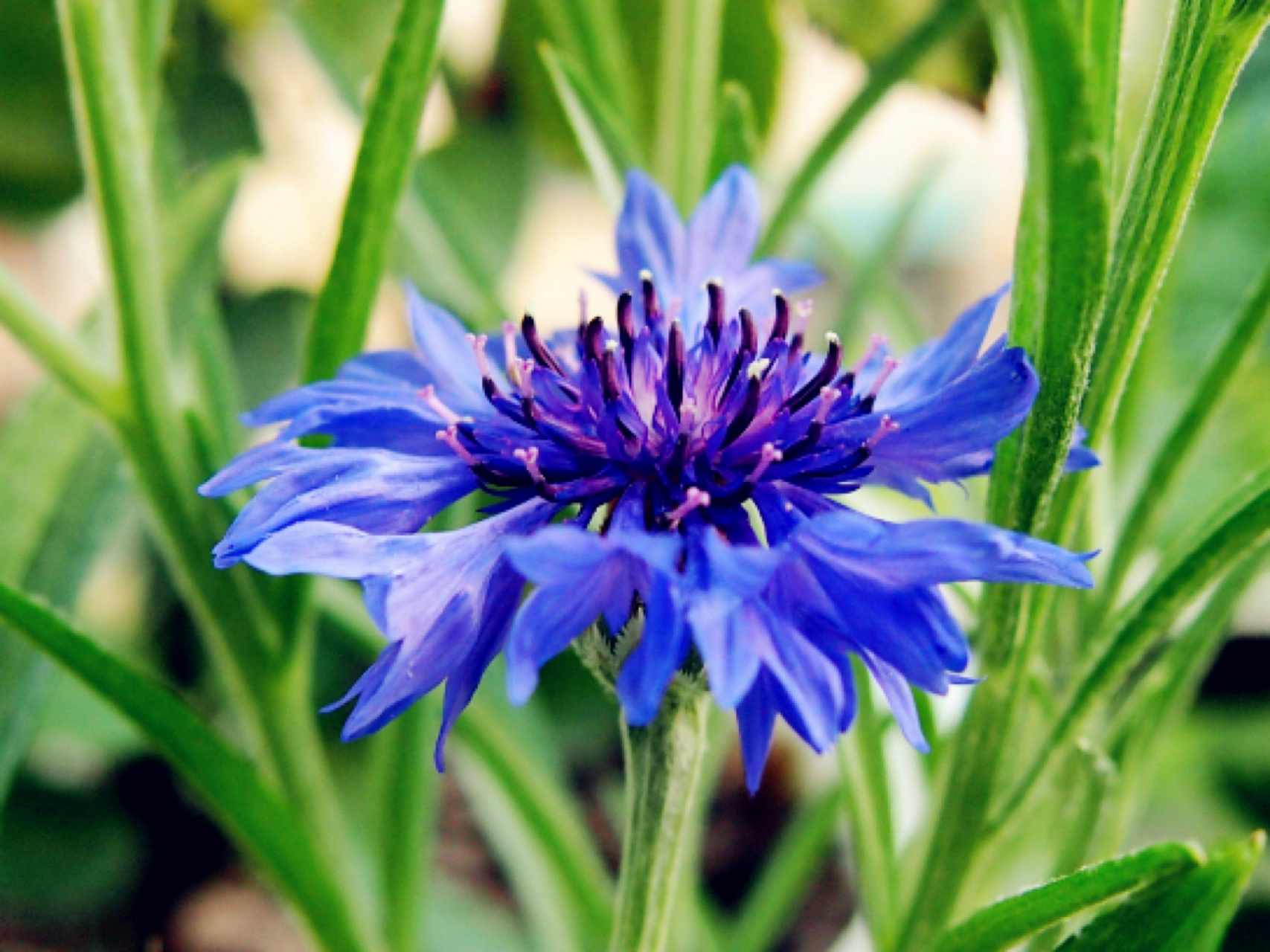 每日一花|矢车菊 矢车菊:菊科矢车菊属一年生或二年生草本植物,高可达