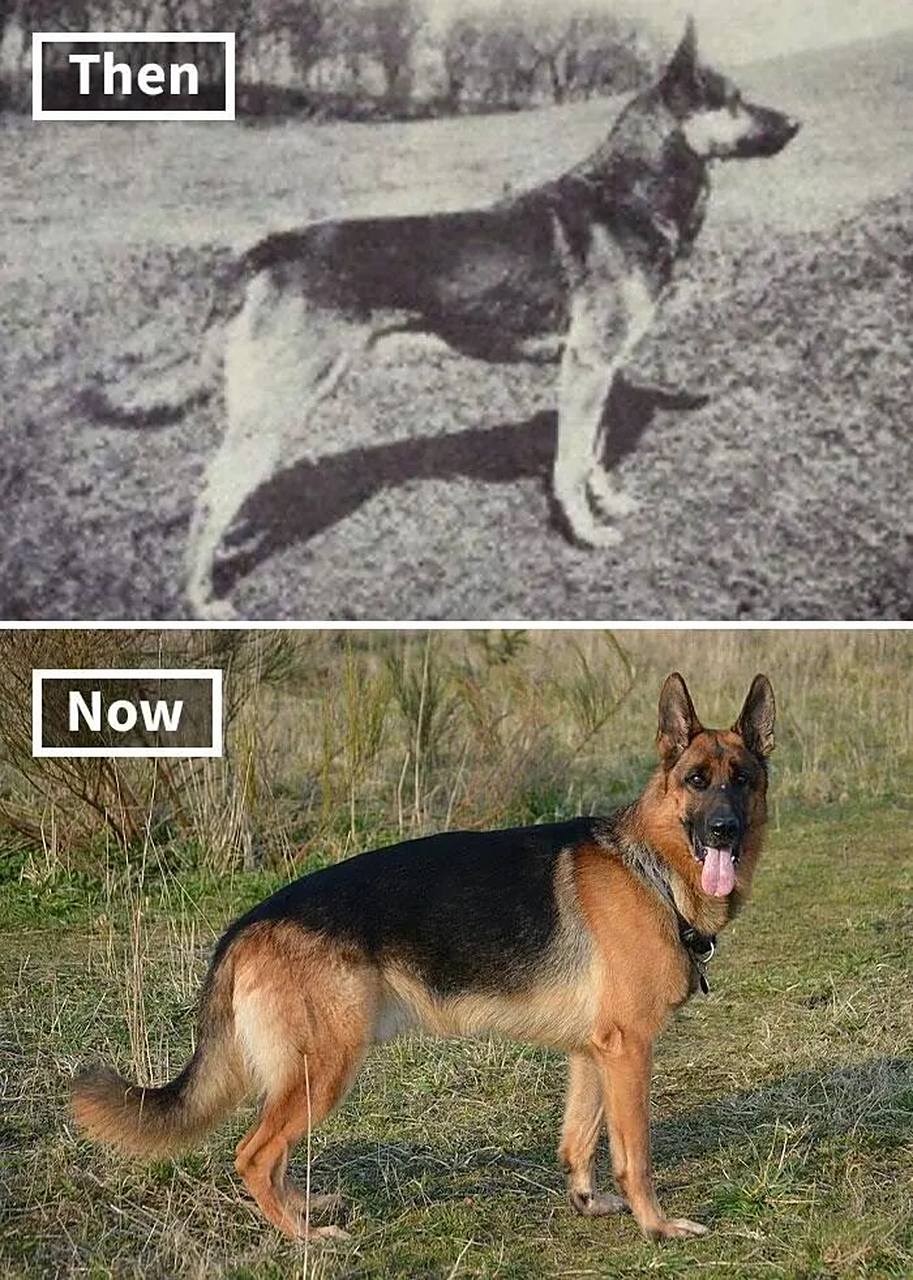 犬 德国牧羊犬(german shepherd dog) 德国牧羊犬,别名德国黑背(贝)