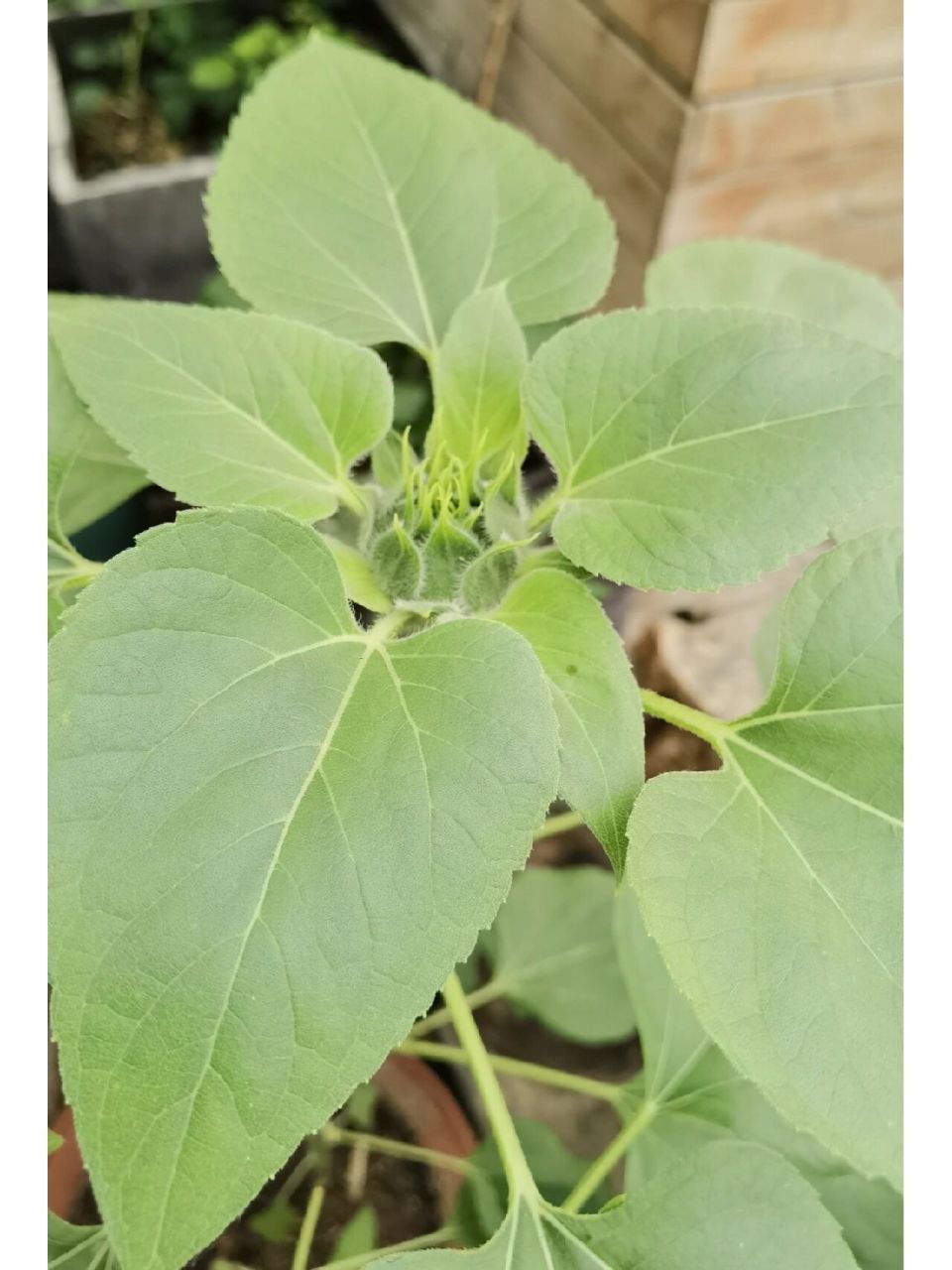 94向日葵从现蕾到开花,一般约需20天左右,是营养生长和生殖生长并