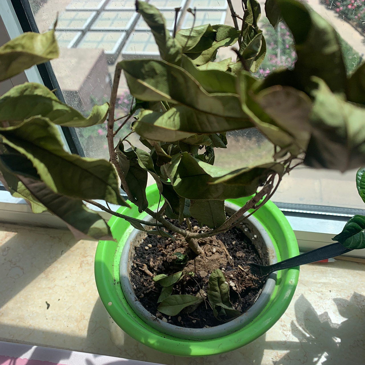 第一天开始,日渐枯萎,求助,怎么办?