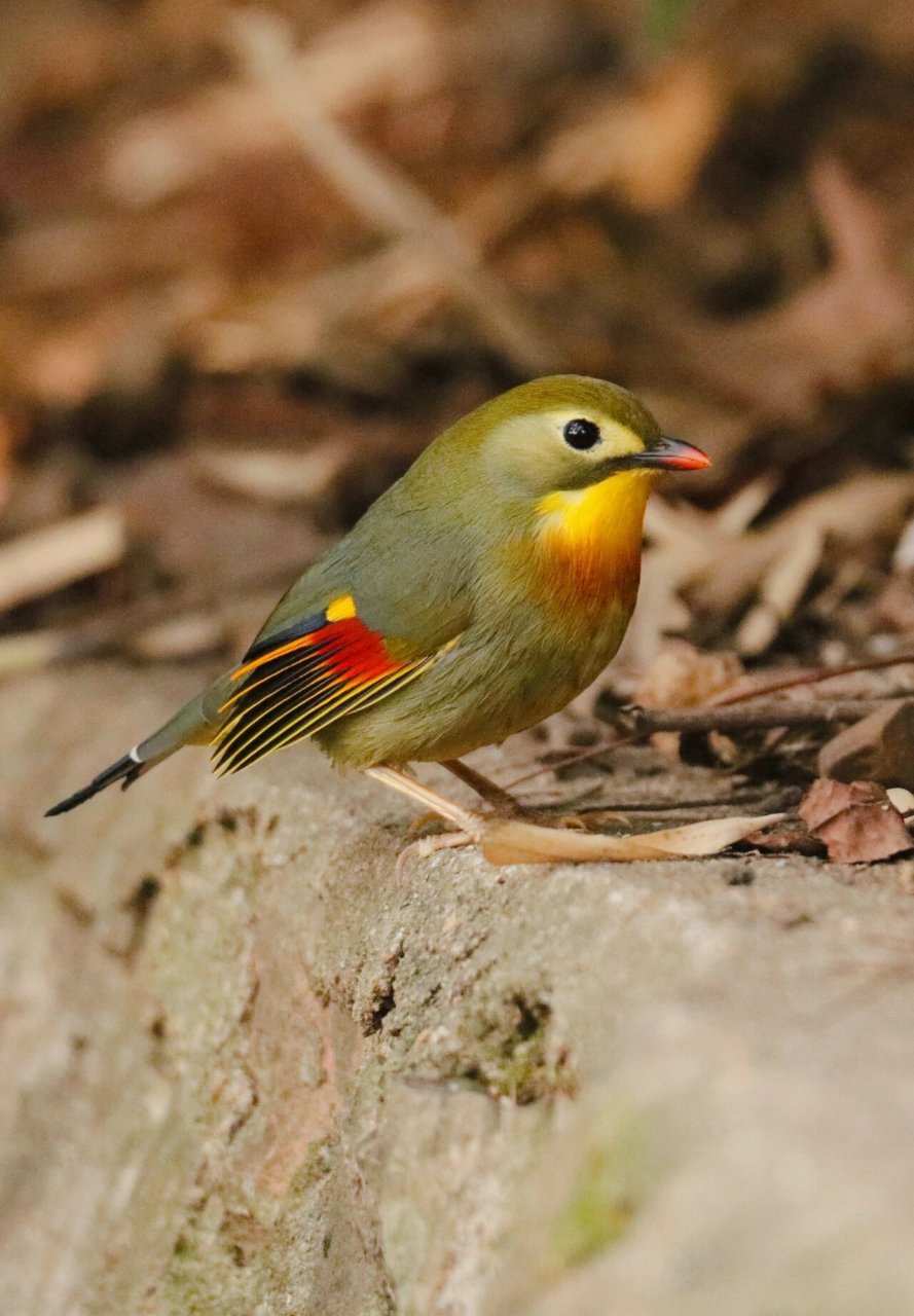 红嘴相思鸟,国家二级保护动物,喜欢在茂密的小竹林里觅食,栖息,南京