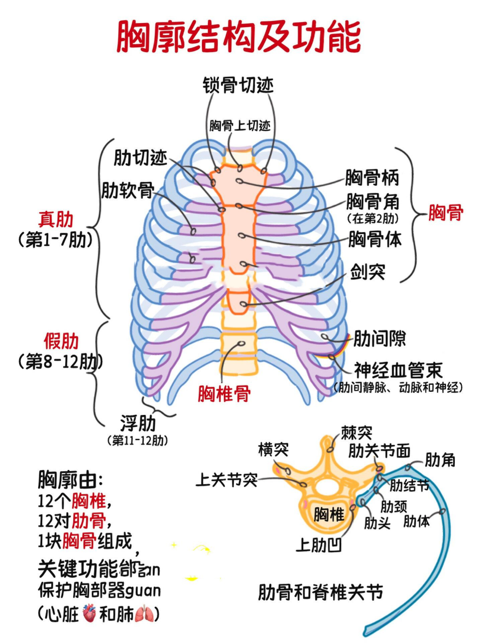 肺与肋骨的位置图图片