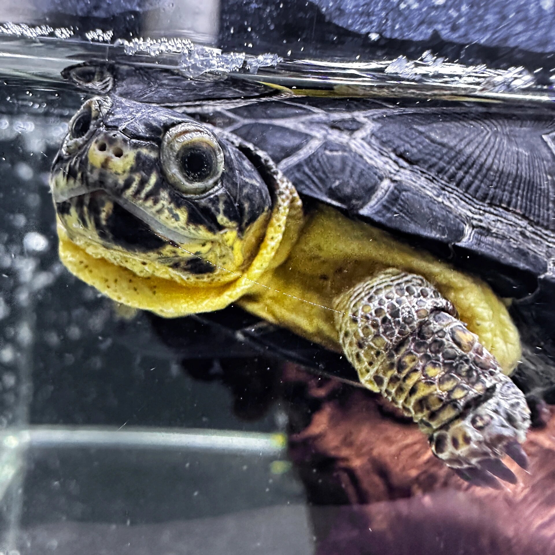 侏儒侧颈龟 随意拍了点 喜欢了很多年的品种 今年才便宜了点 真好