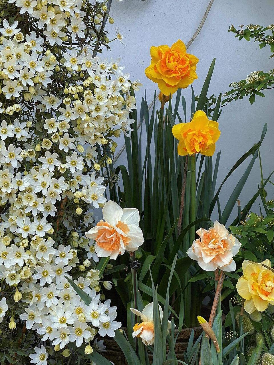 这是我养的铁线莲银币 铁线莲银币常绿铁,喜光喜肥,怕积水,花开如瀑布