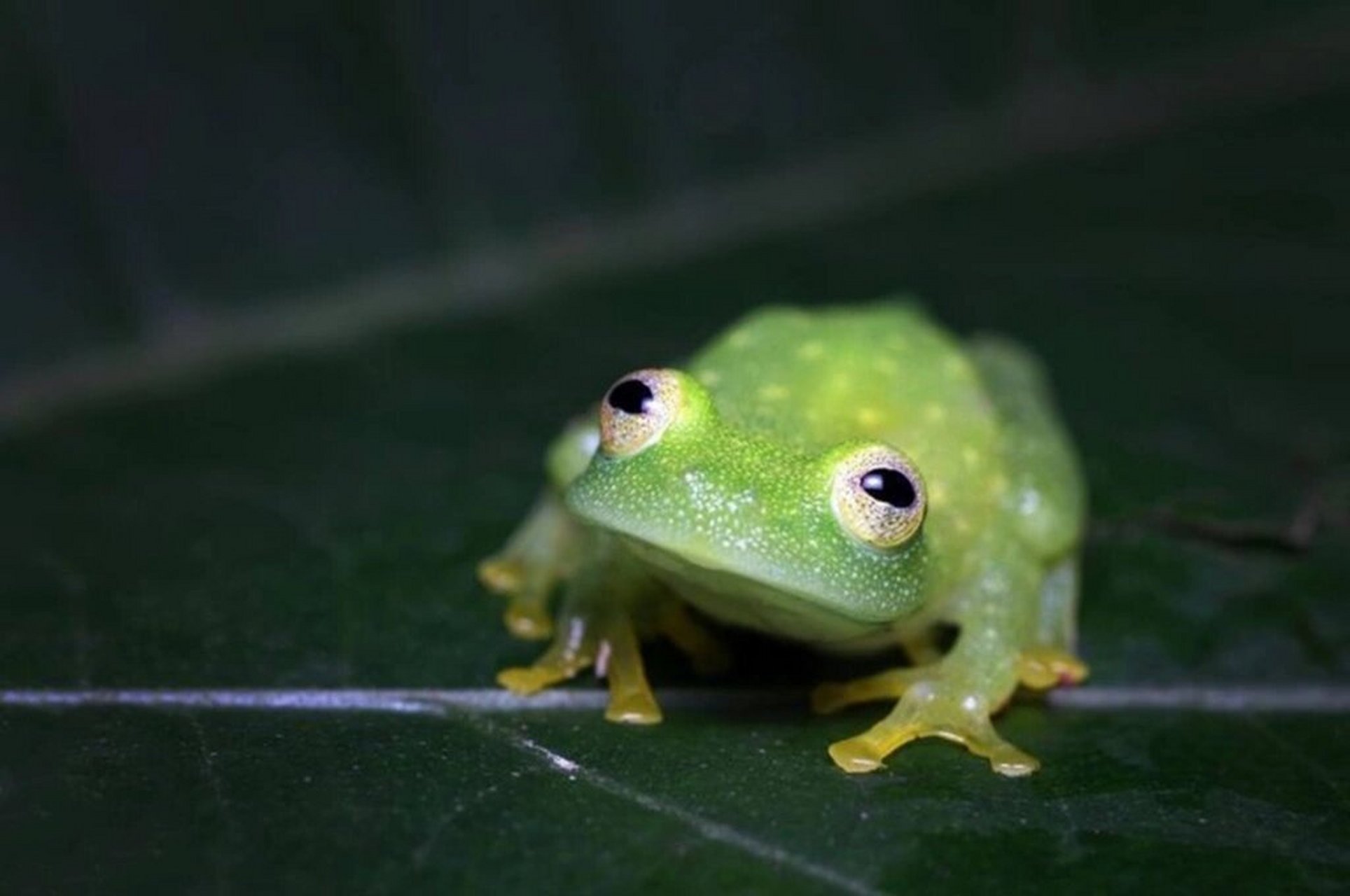 瞻星 玻璃小蛙 玻璃蛙,透明蛙(glass frog) 祖籍,委内瑞拉.