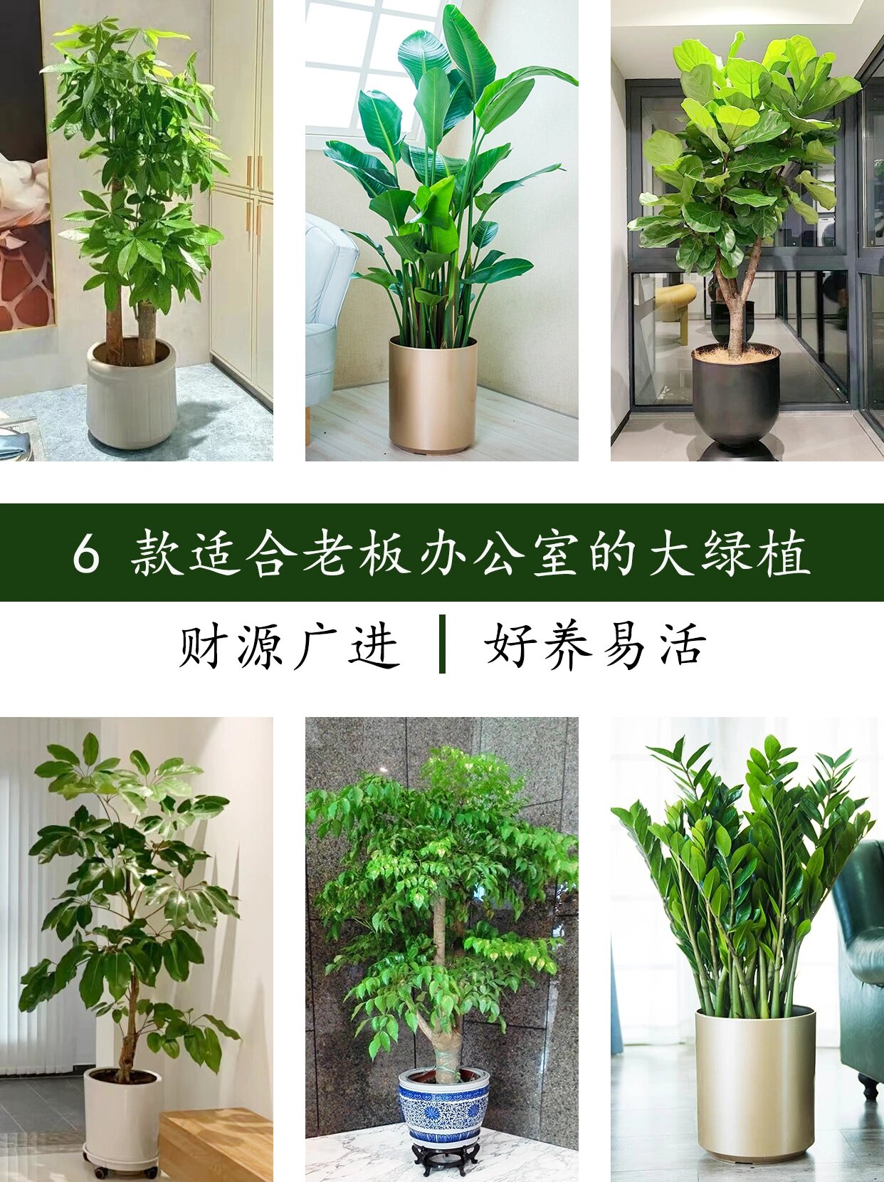 6款适合老板办公室的大绿植