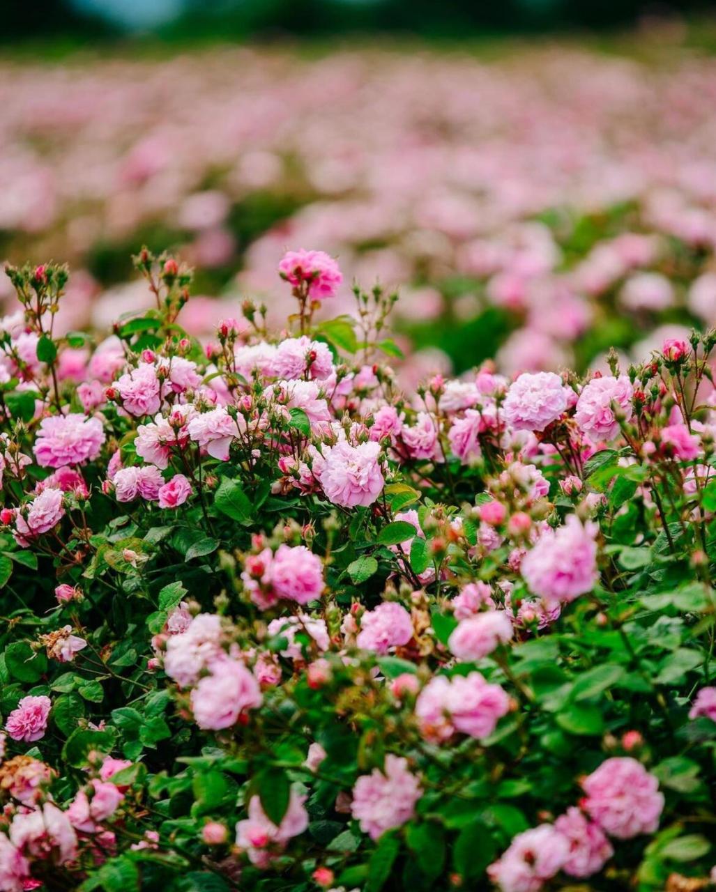 这就是传说中的玫瑰谷-保加利亚 你看这世界开满了花95 今年再去