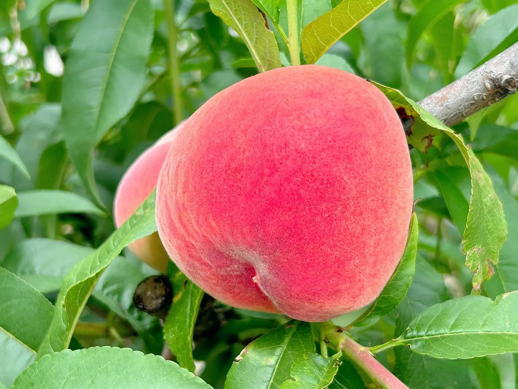 桃子(桃子冰糕) 桃子(桃子冰糕)