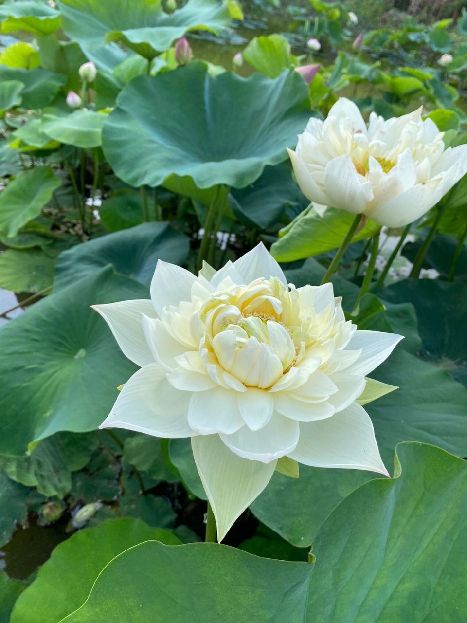 这款荷花很多人私信我做头像,拿去吧!