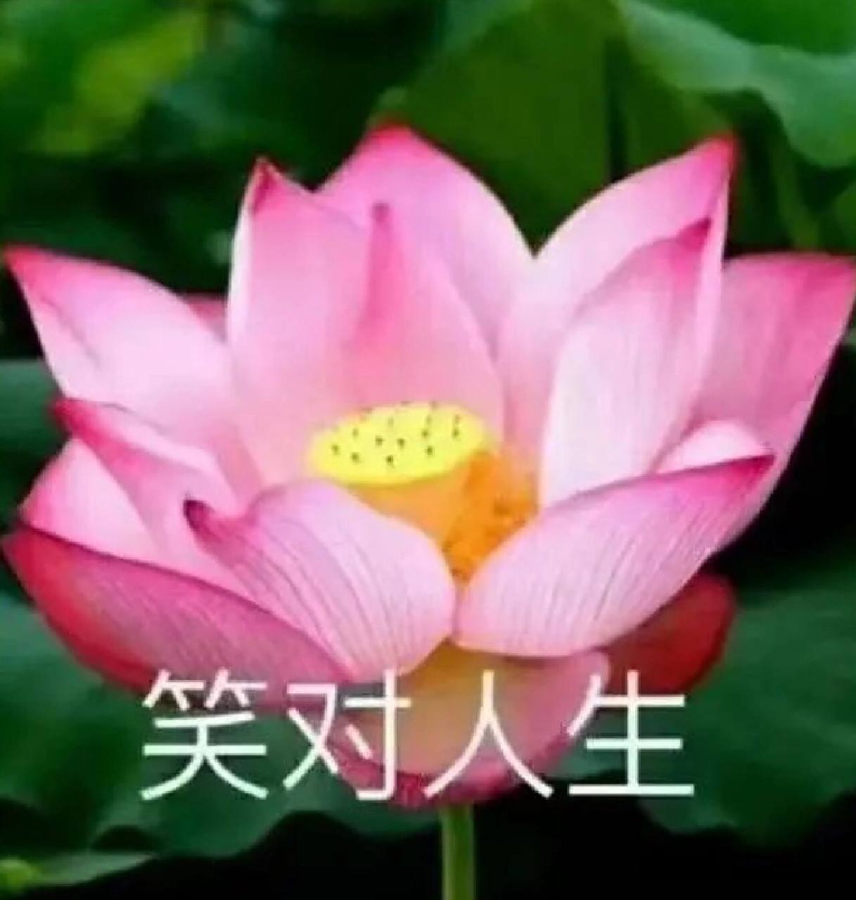 荷花头像大全96 快看看这些荷花头像, 哪个是你中意的?