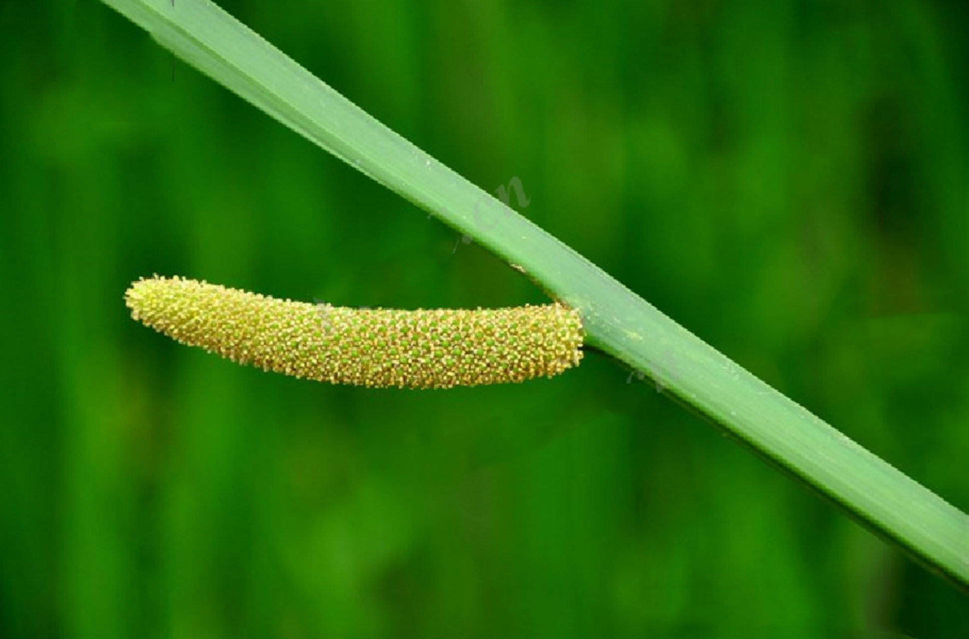 石菖蒲花 水菖蒲图片