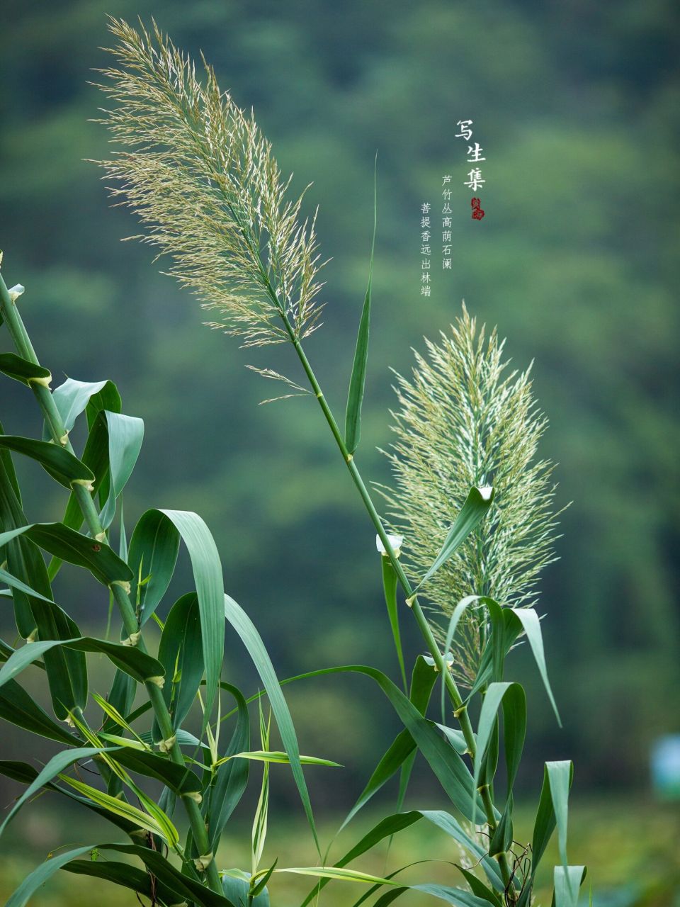 芦竹花期图片