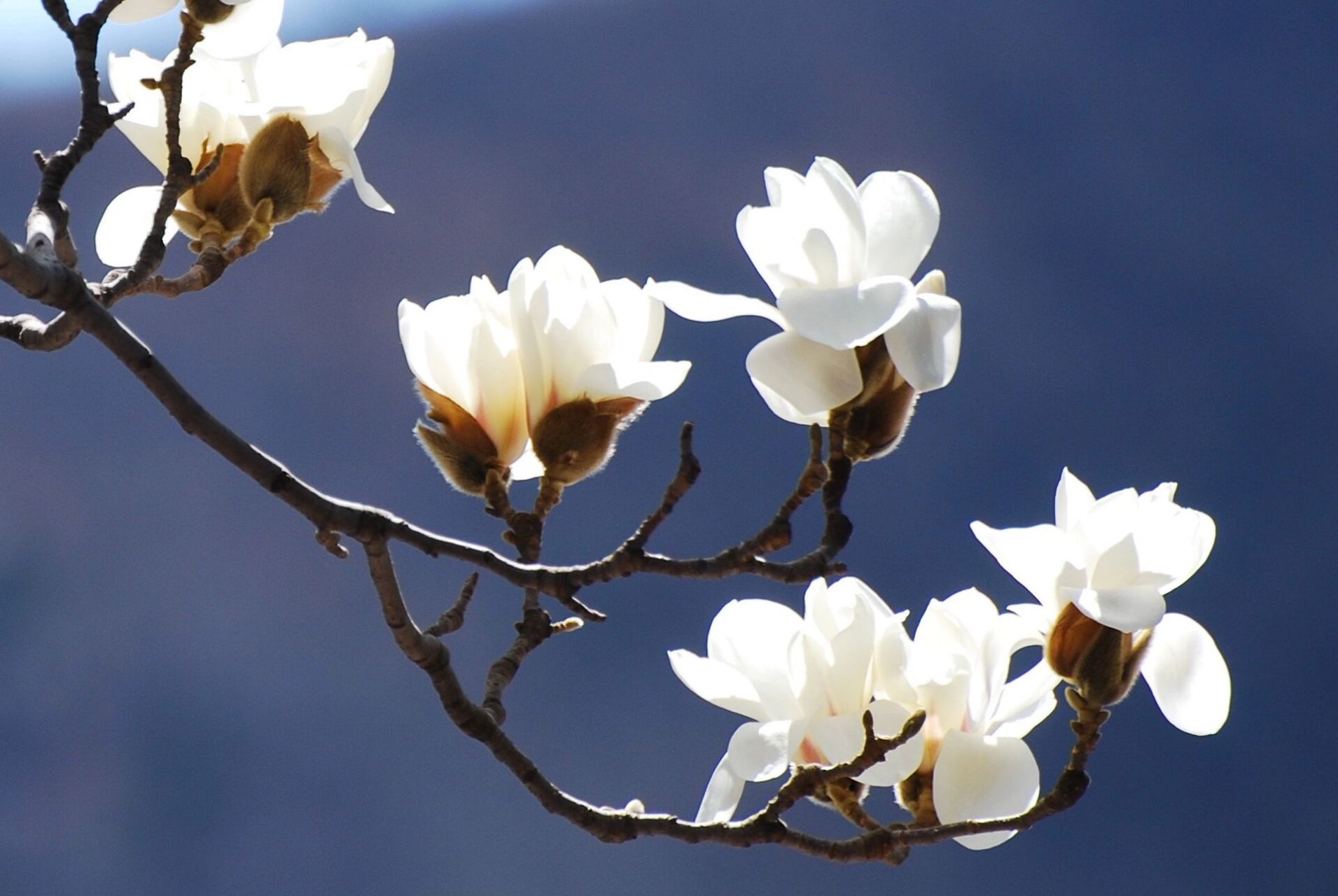 每天认识一种花96|玉兰 玉兰,别名白玉兰,望春花,玉兰花,木兰科落叶