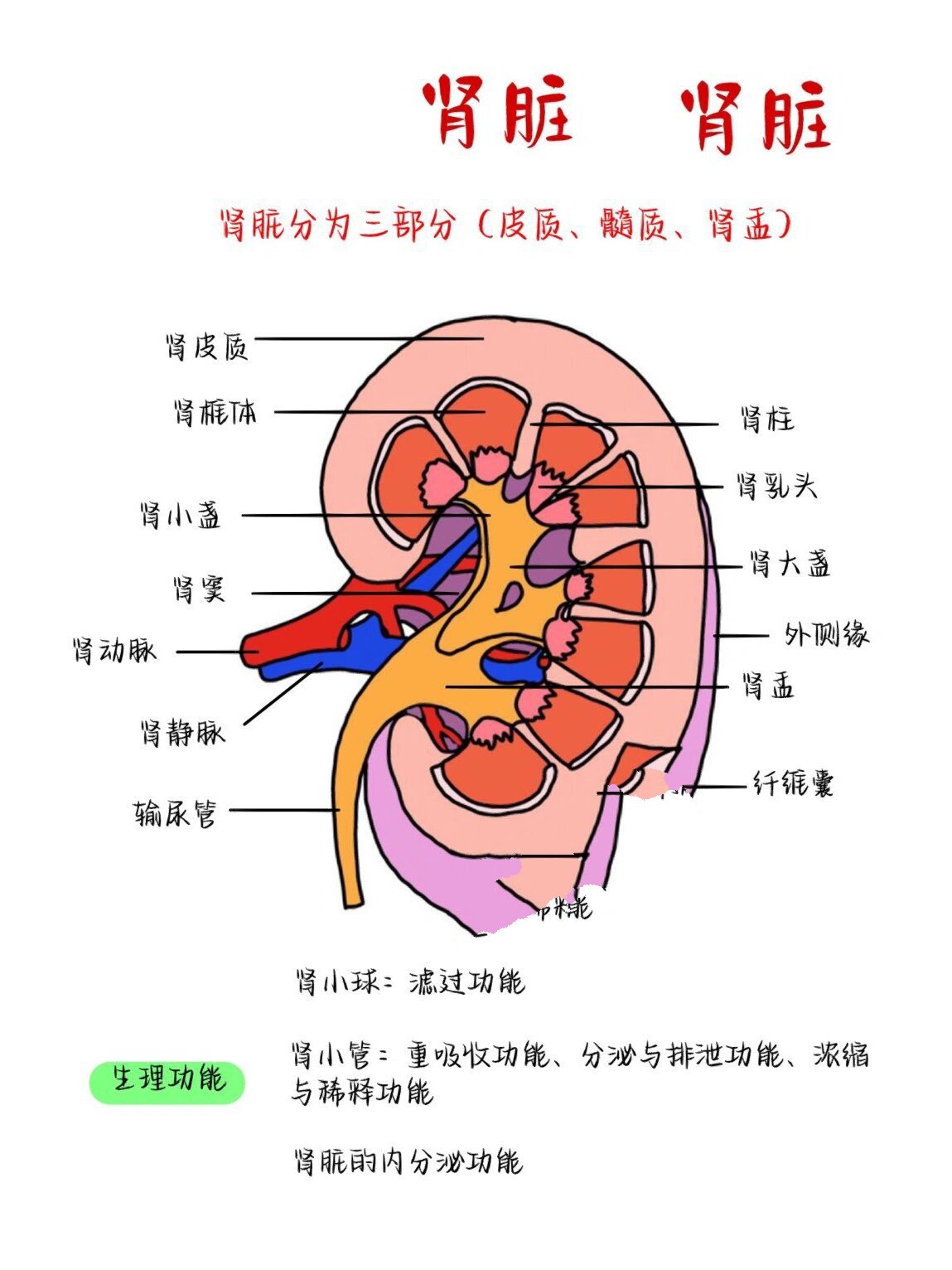 ✅系统解剖学|肾脏 📕系统解剖学